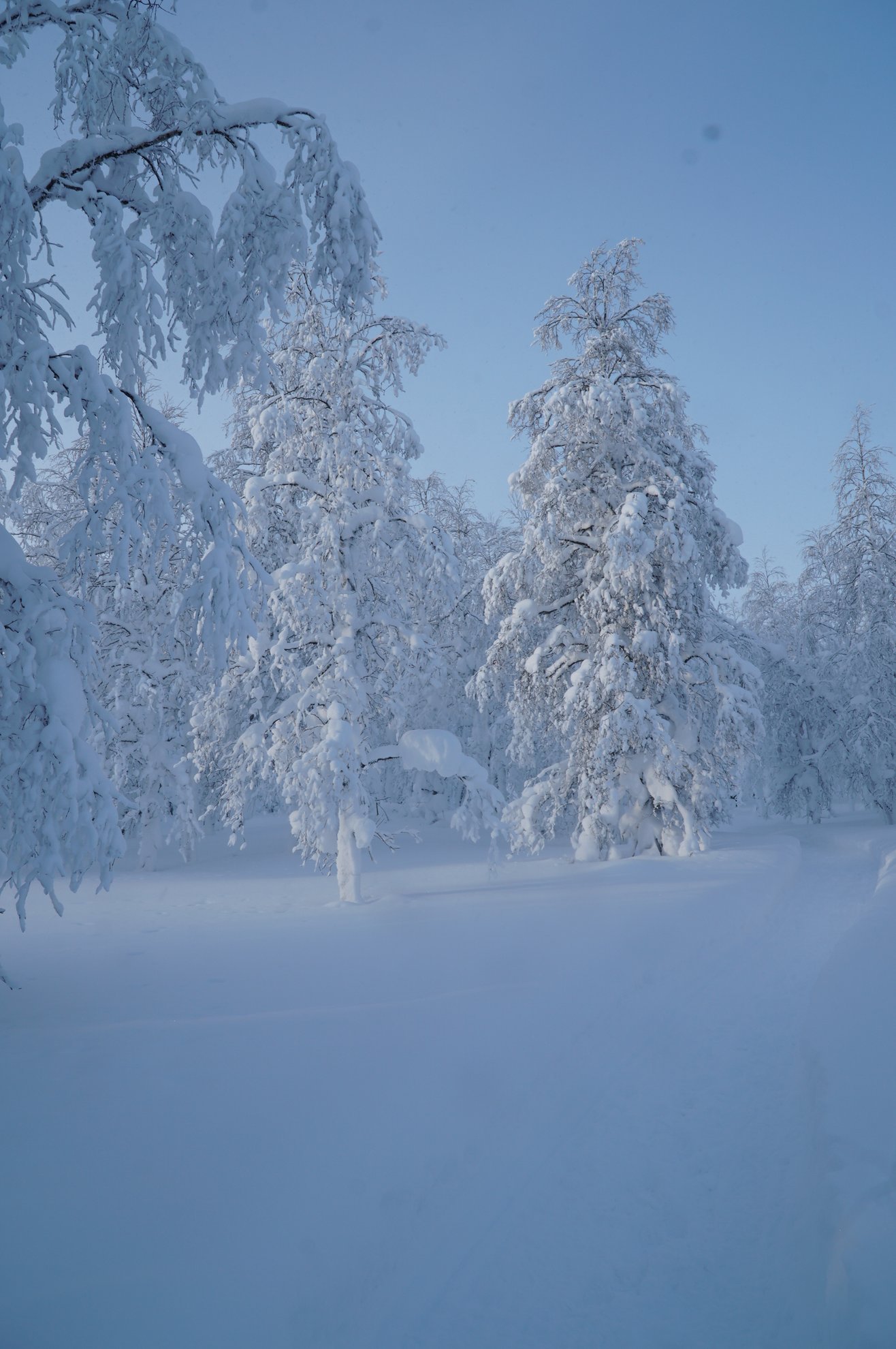 snow covered spruce trees in a winter forest