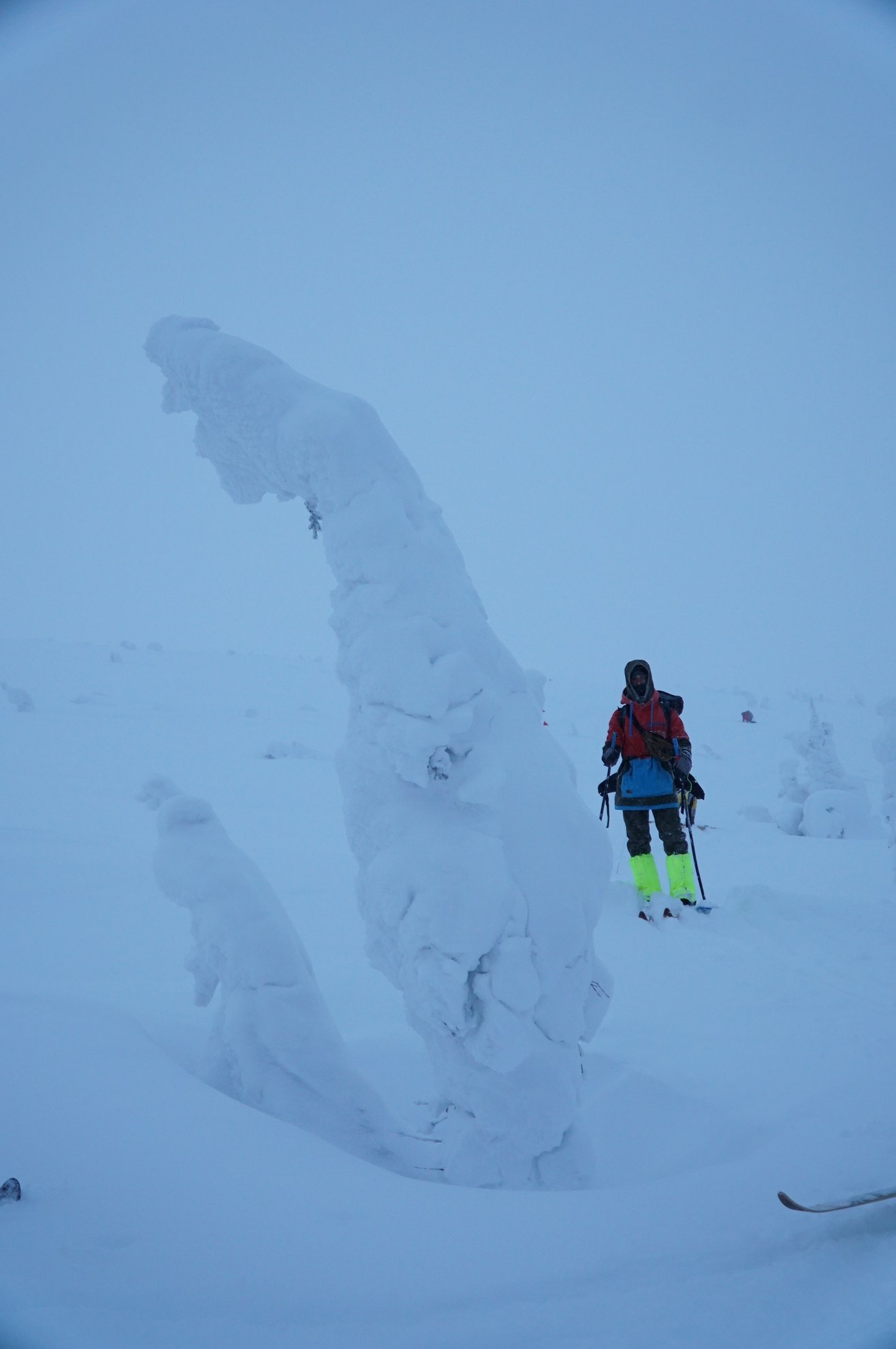 snow-covered tree and person skiing in a white landscape