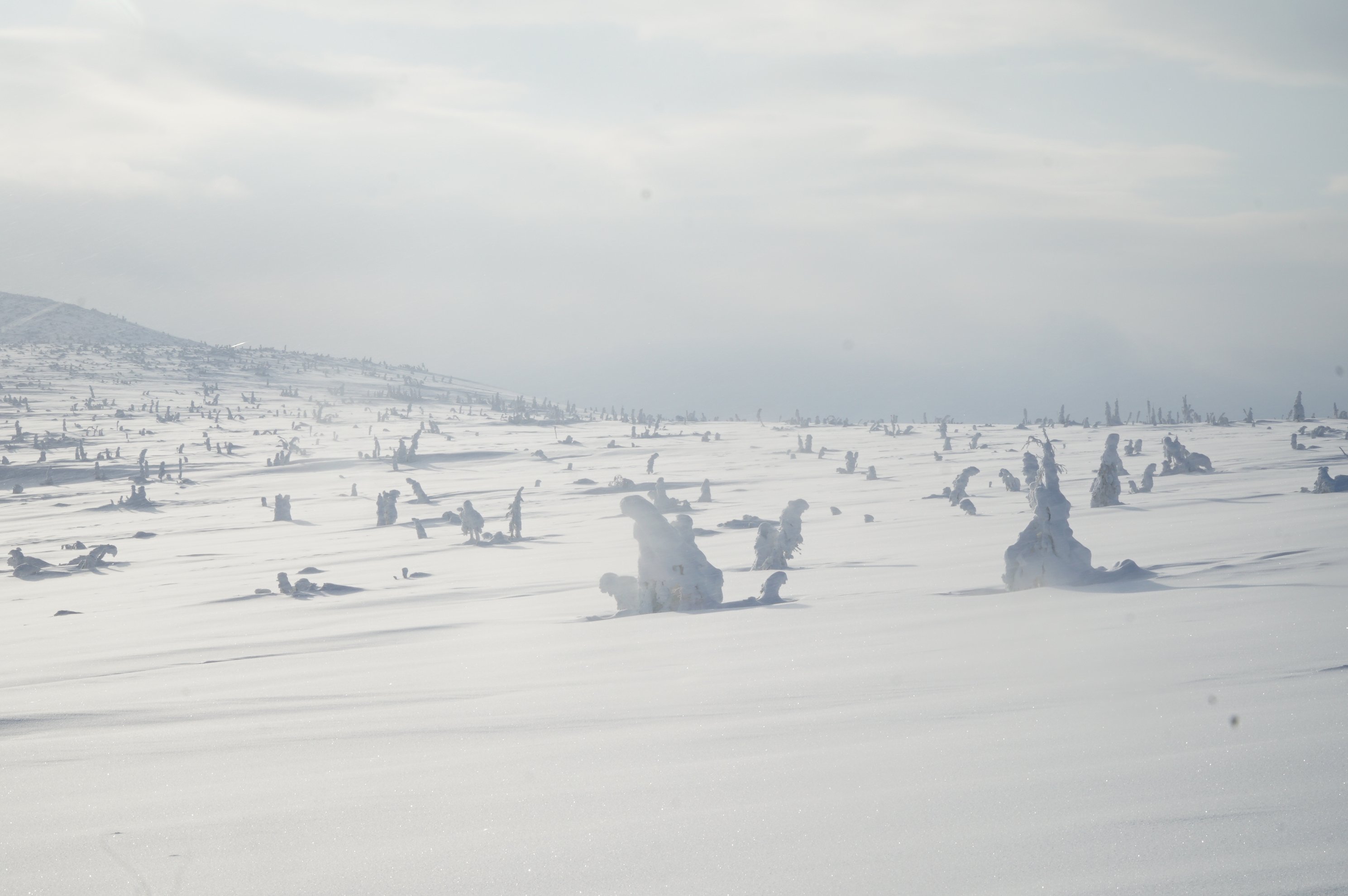 snow covered trees in a white field