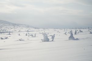 snow covered trees in a white field