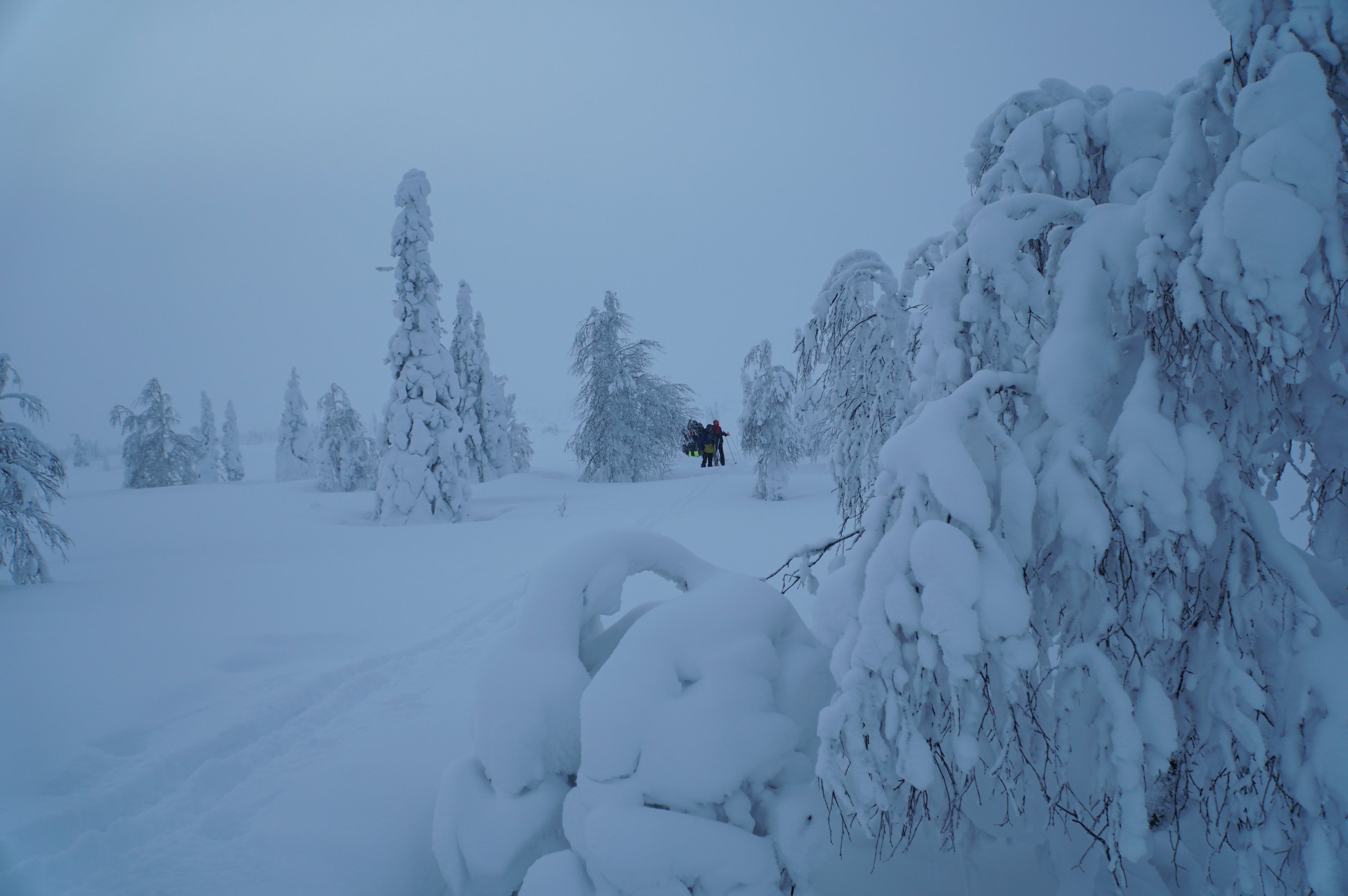 snow covered spruce trees in a winter landscape