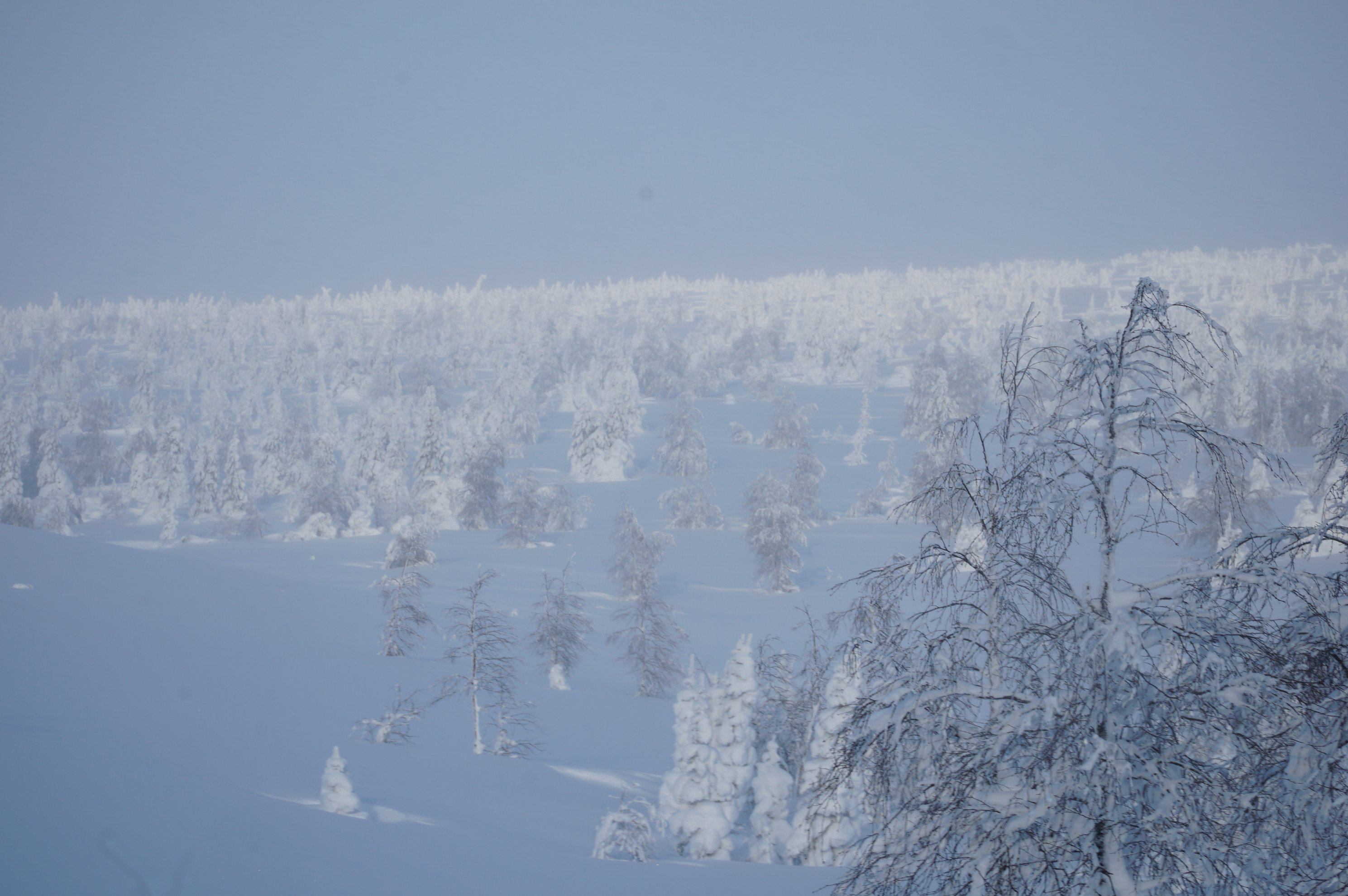 snow covered spruce trees and white fields