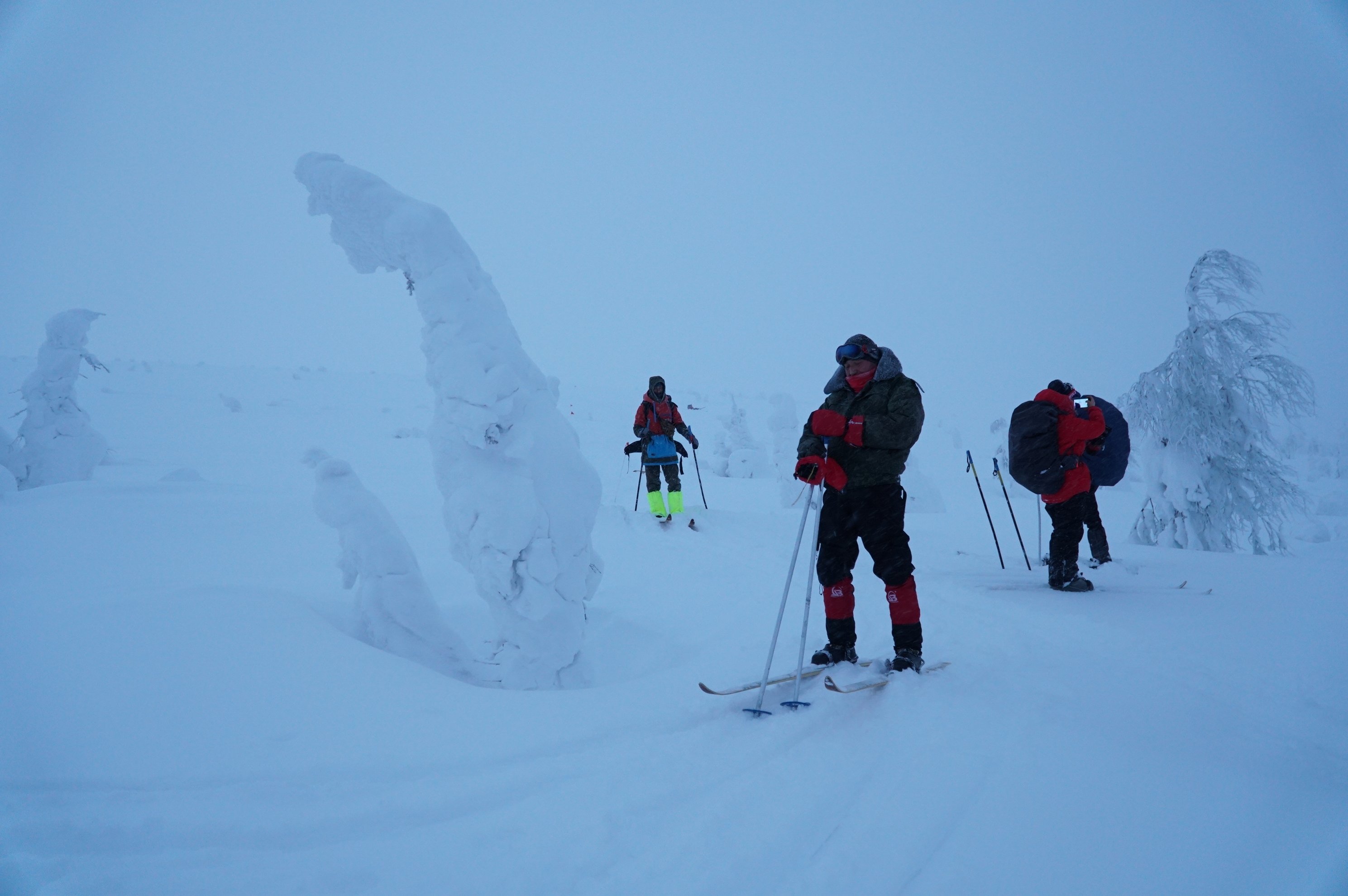 people skiing through snow-covered trees in foggy winter weather