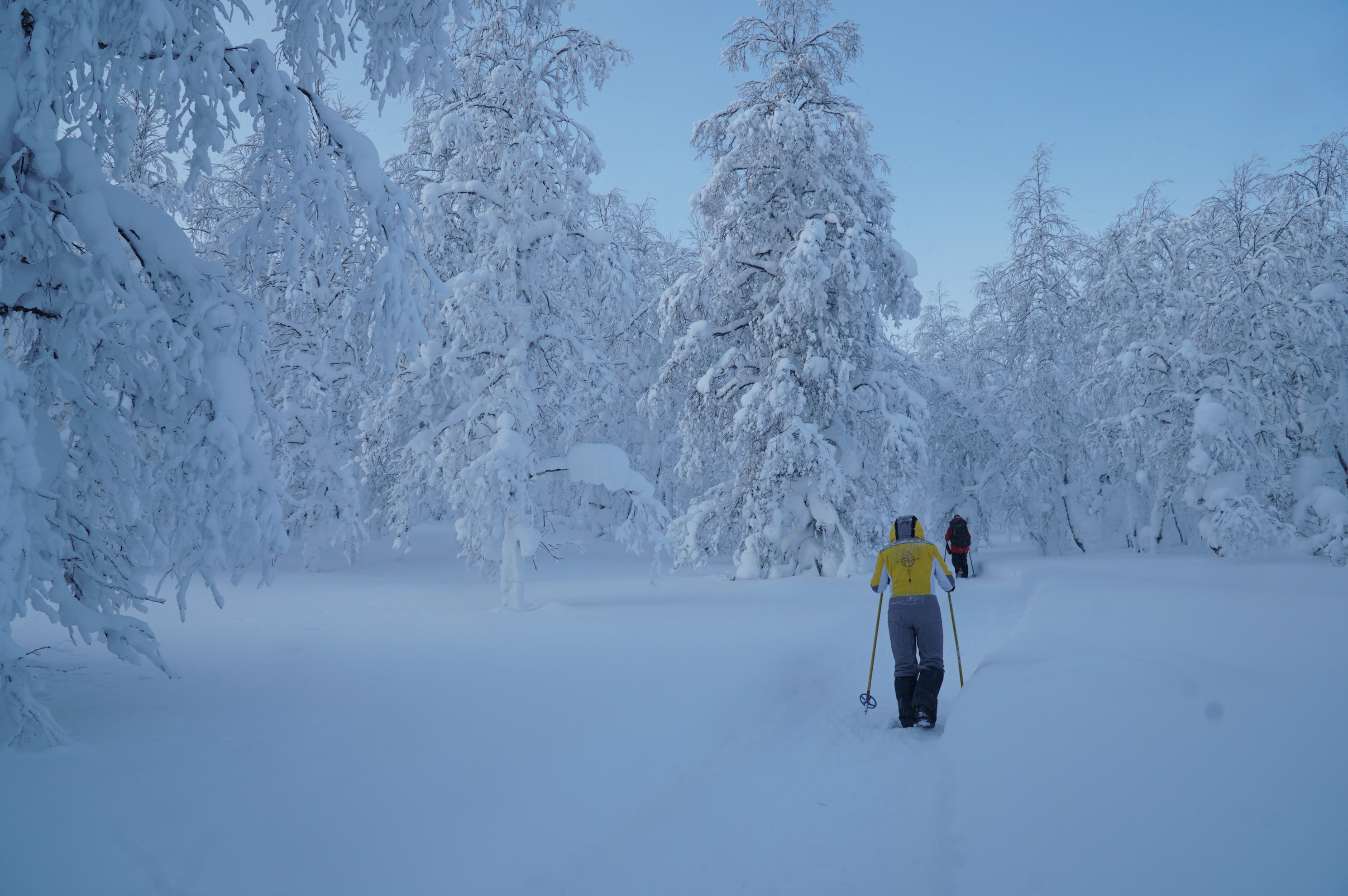 Person skiing through a snow-covered spruce forest