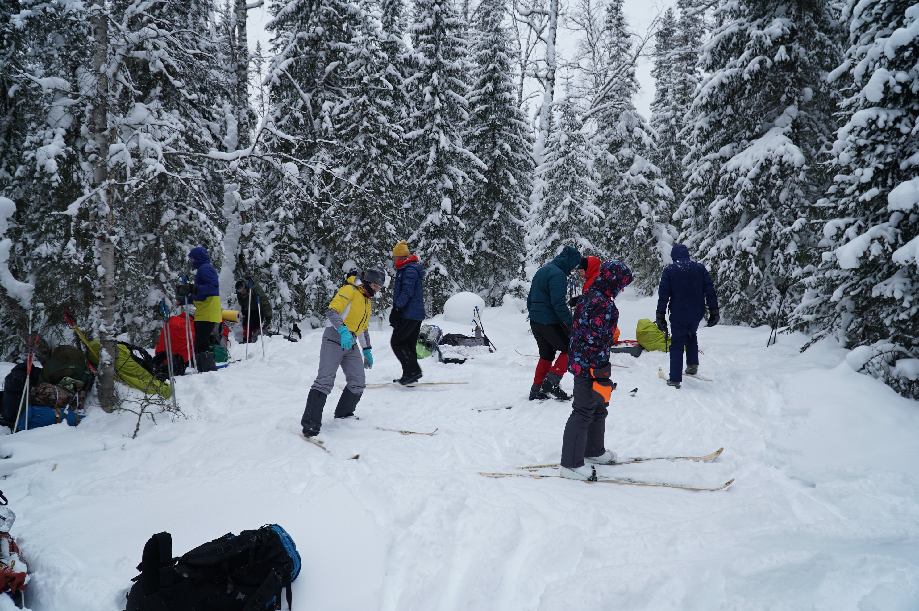 group preparing the snowy campsite in a spruce forest