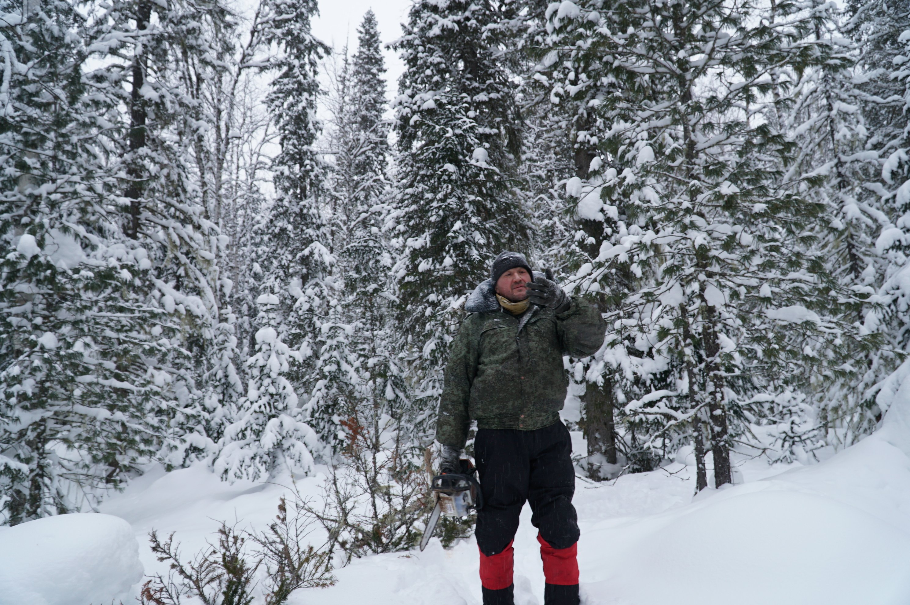 person with chainsaw in snowy spruce forest
