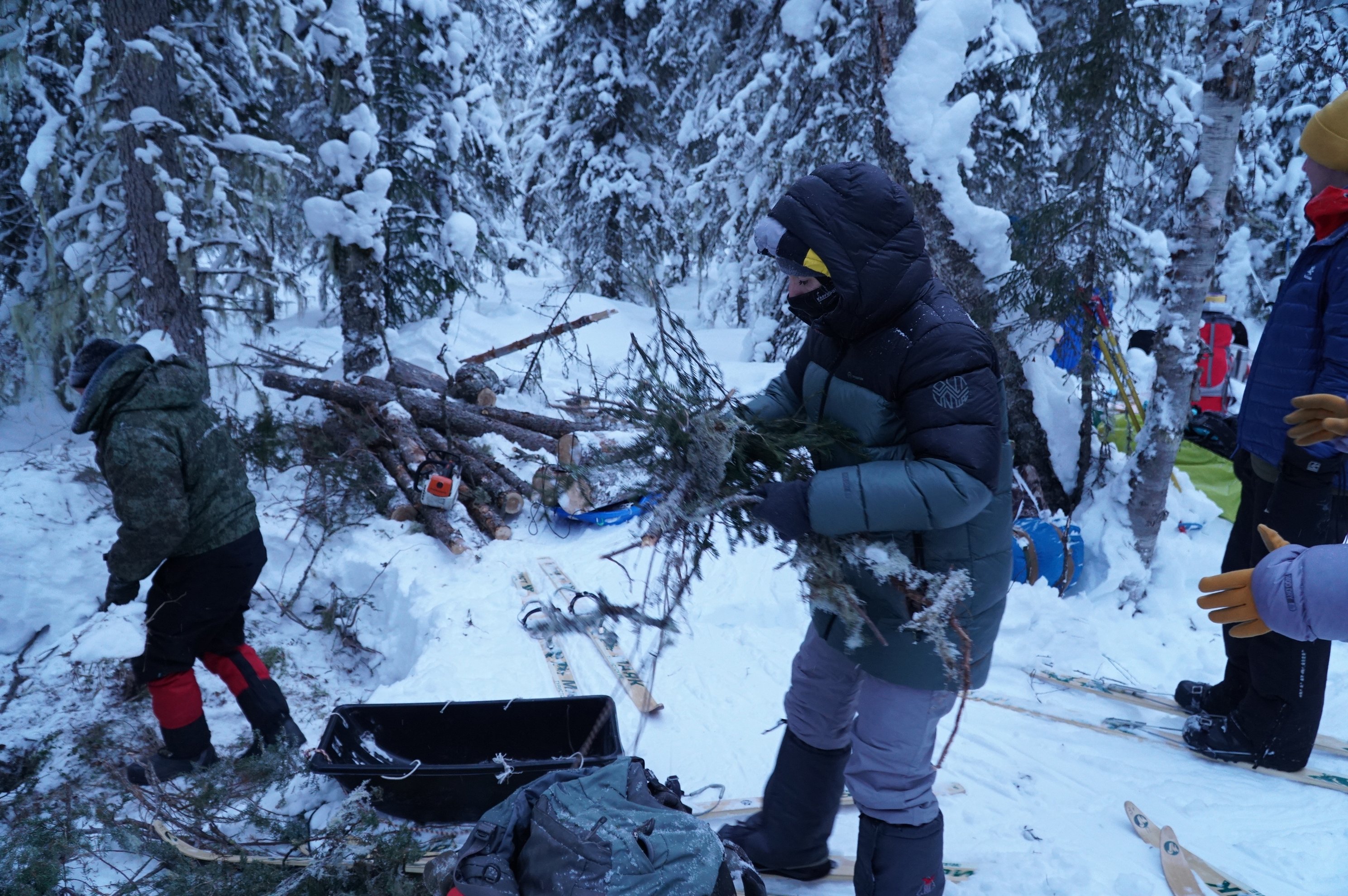 person gathering pine branches for the campfire