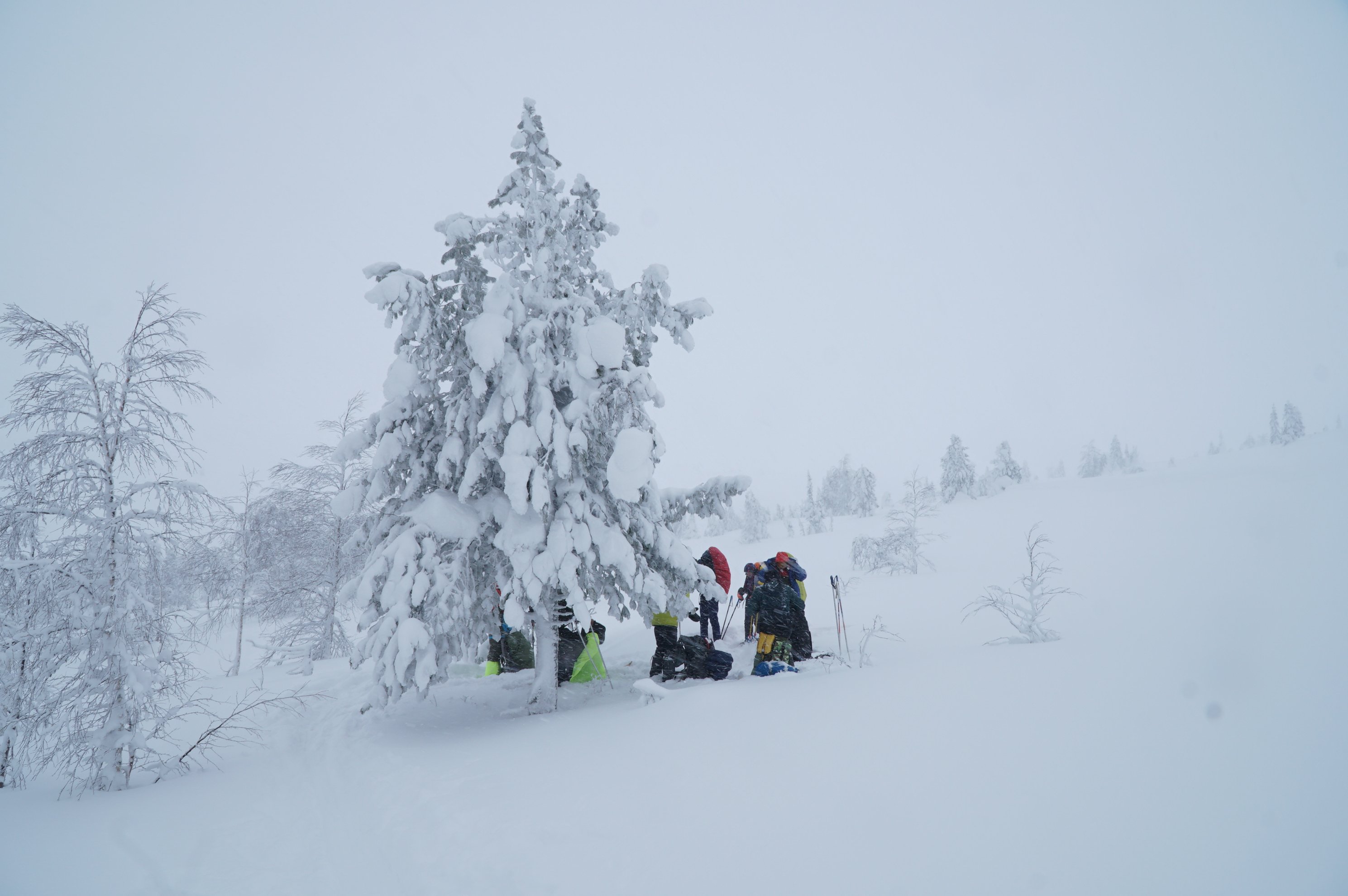 snow covered spruce tree in a white landscape