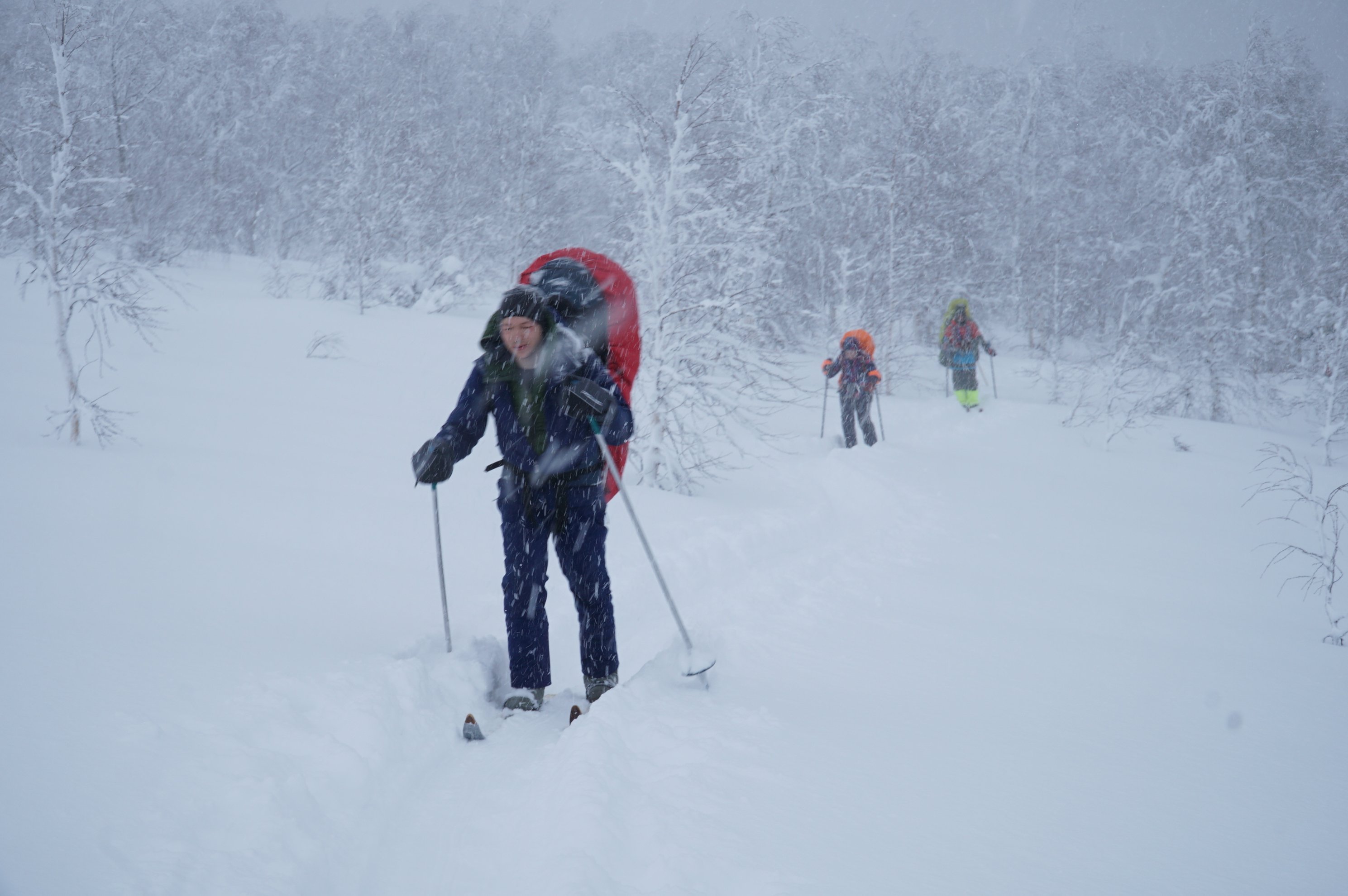 people skiing through snow in a forest during a snowfall