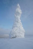 single tree covered in thick frozen snow