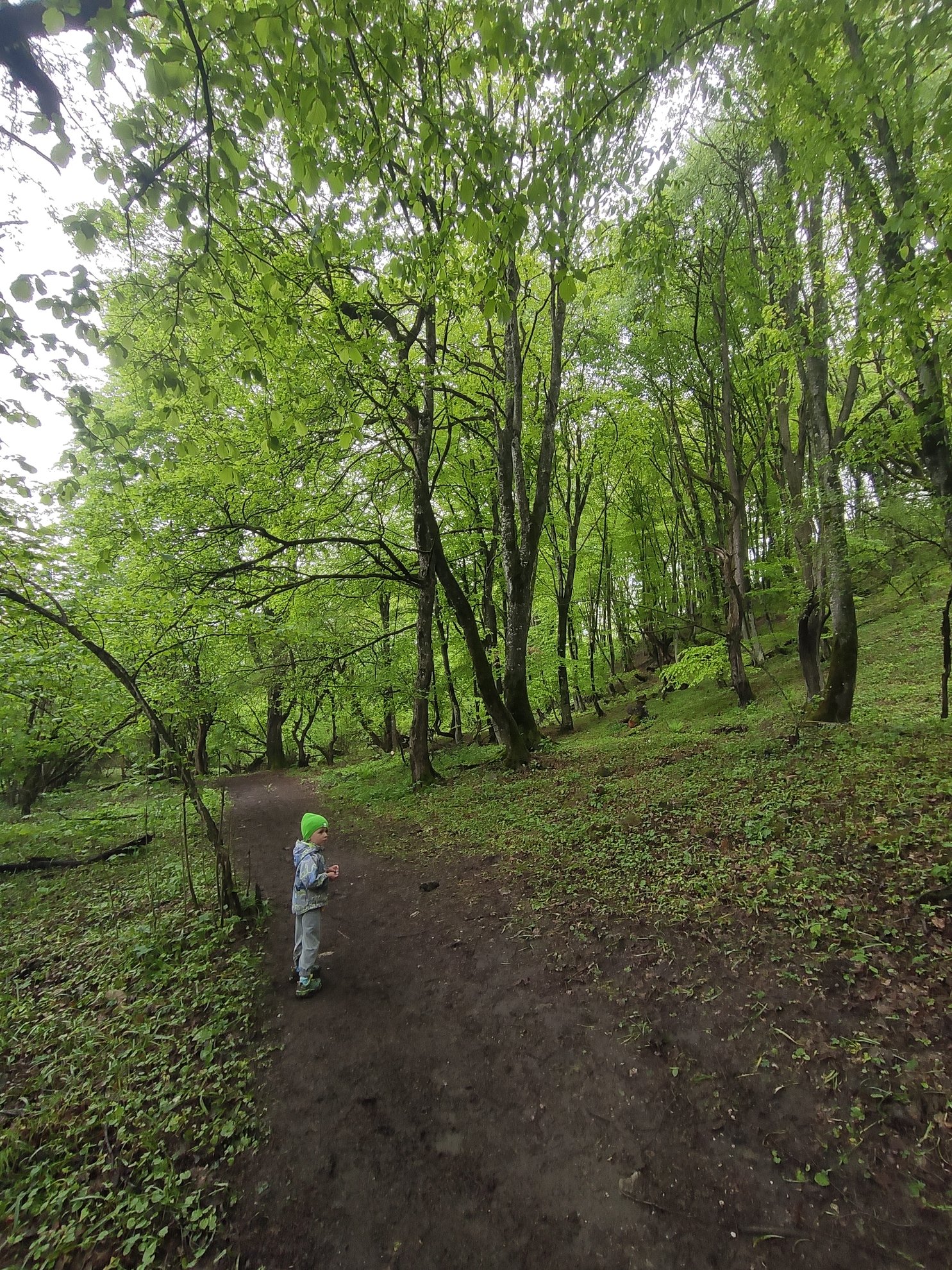 caminho de terra através de uma floresta verde