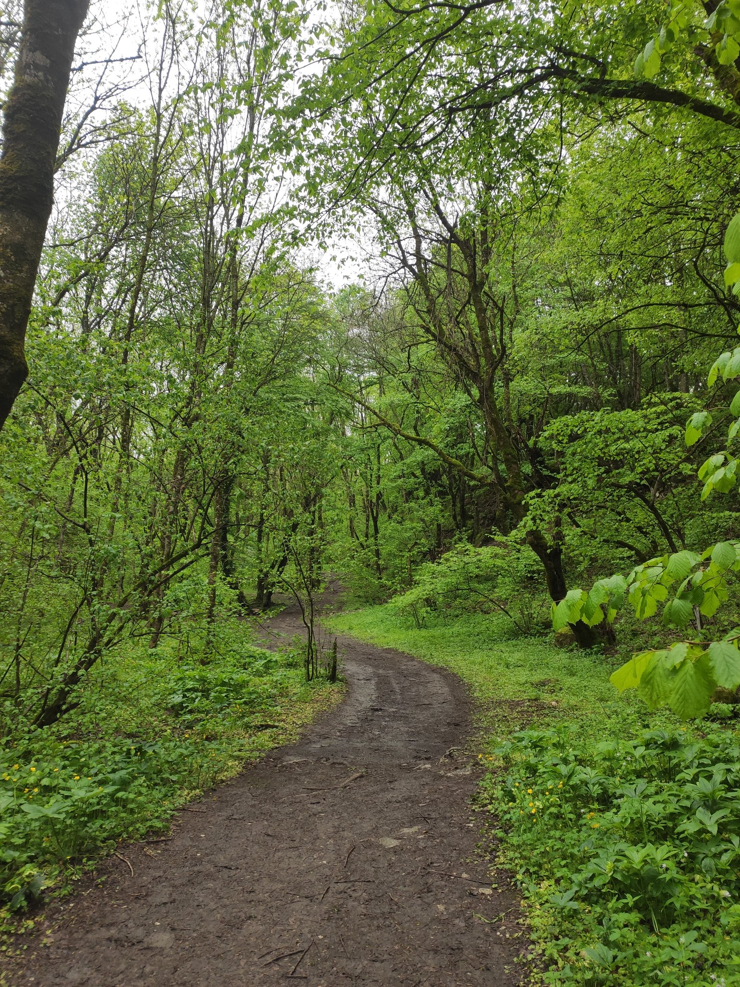caminho de terra sinuoso entre árvores verdes