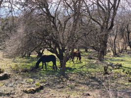 horses grazing under bare trees