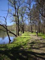 shoreline path with trees beside the water