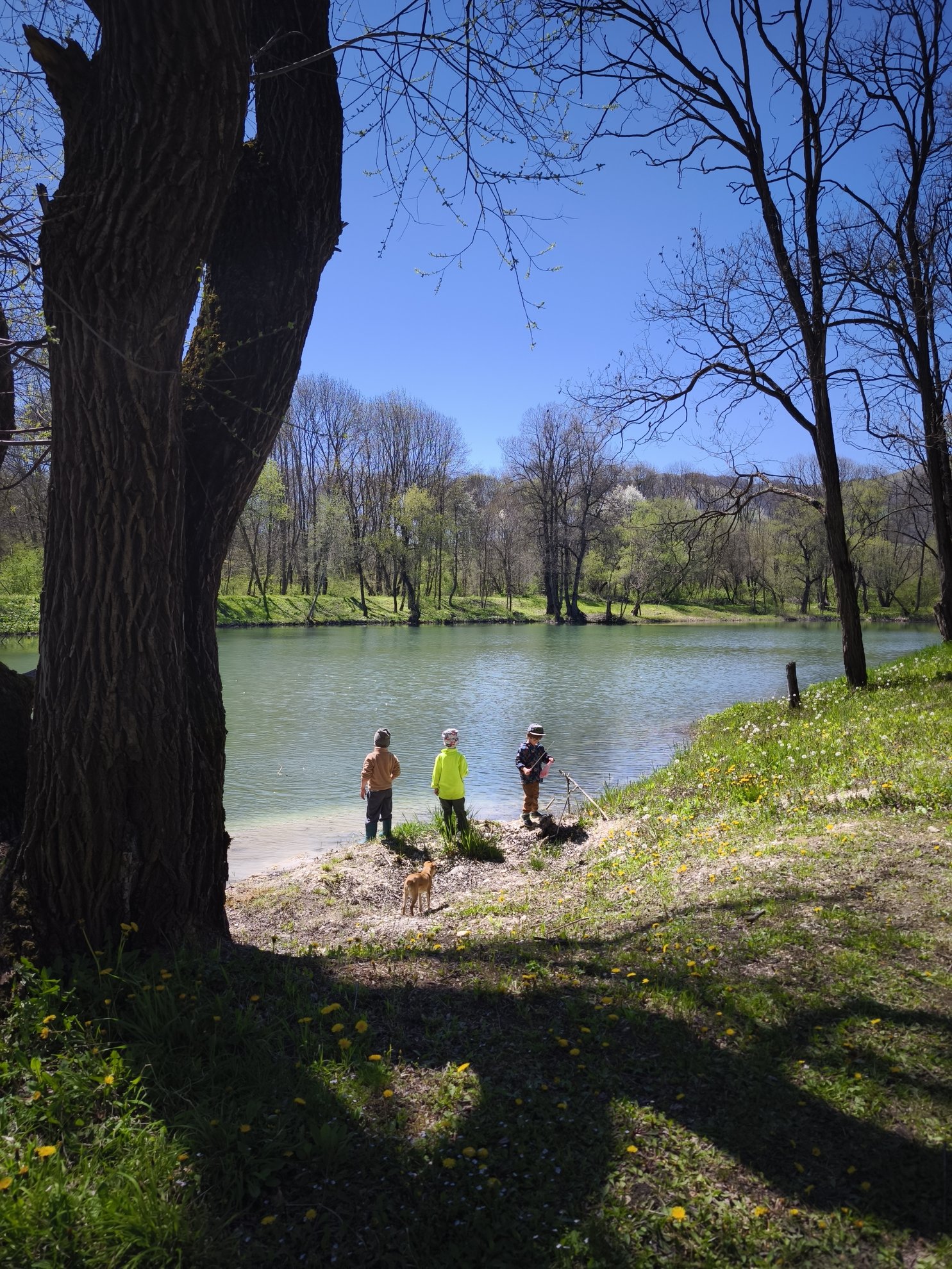 shoreline and water viewed from under tree branches