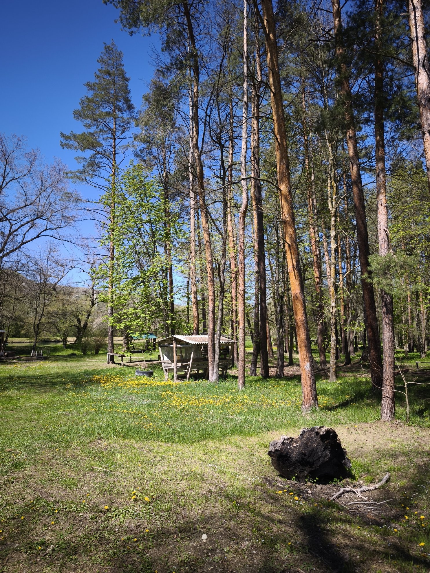 Wooden shelter in a pine forest