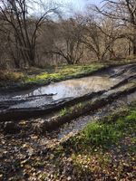 Muddy off-road track with puddles through a forest