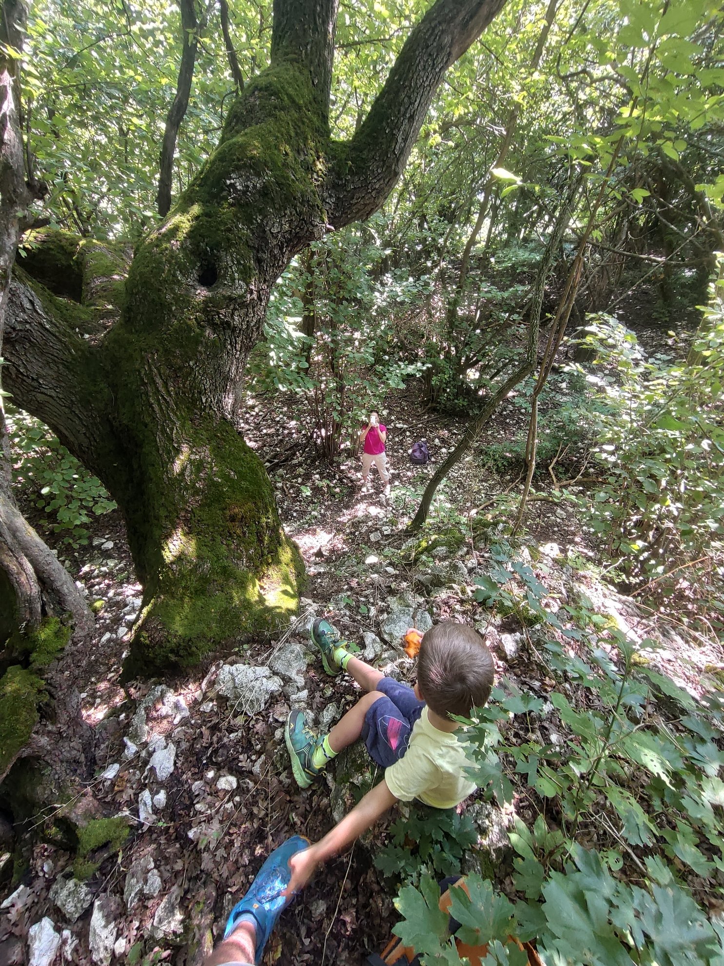 mossy tree trunk and rocky forest floor