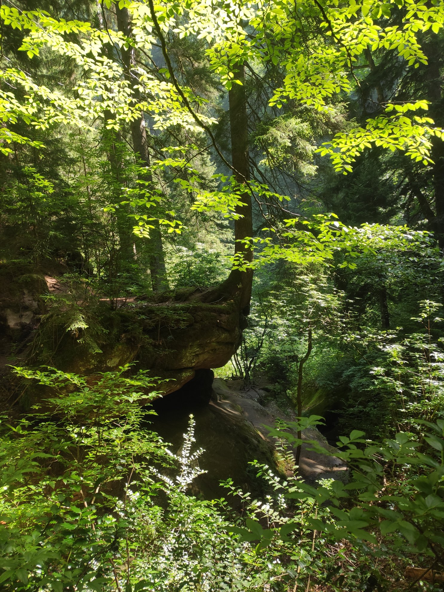 View of green forest canopy and rock formations