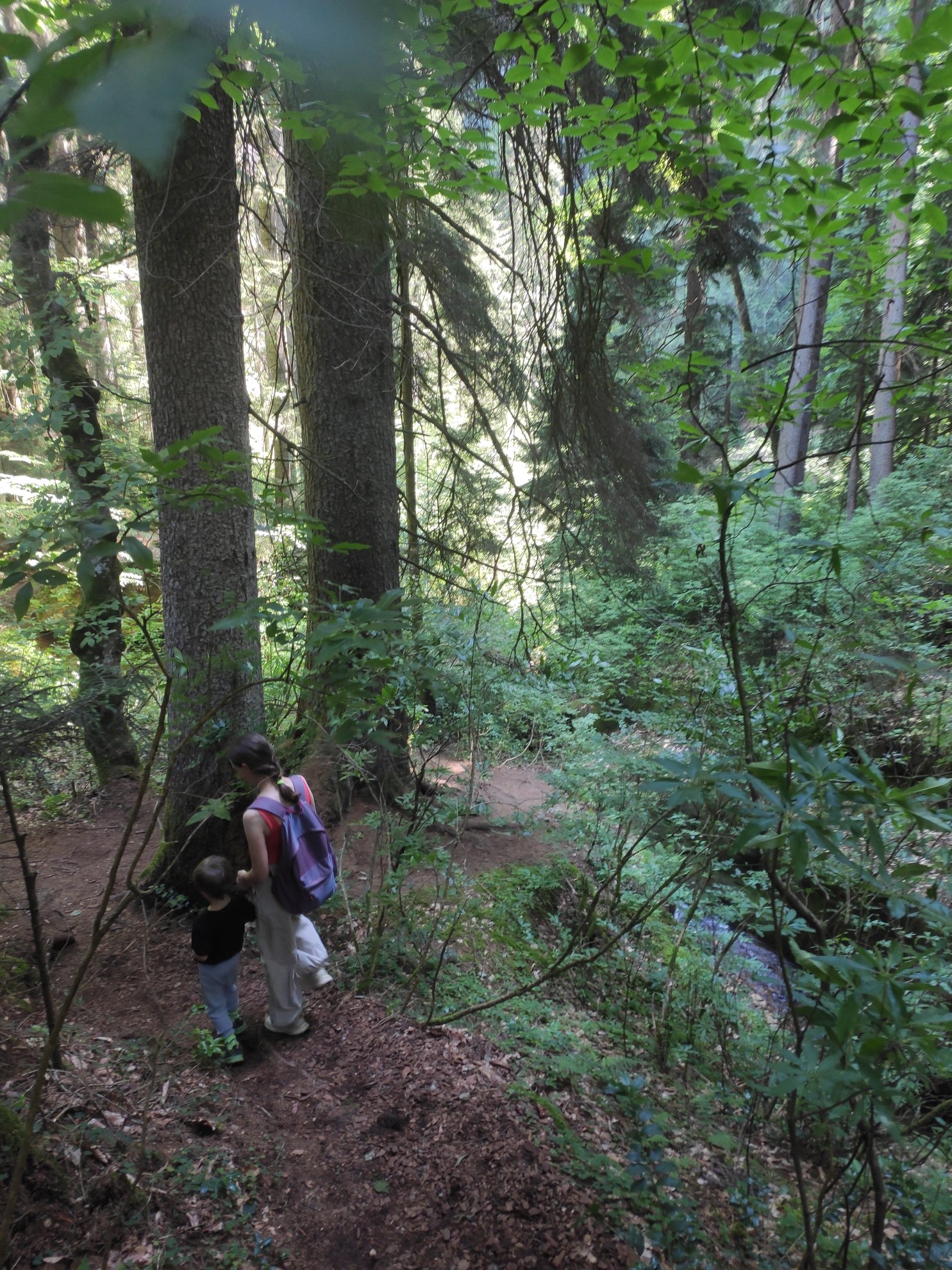 dirt path through a dense forest