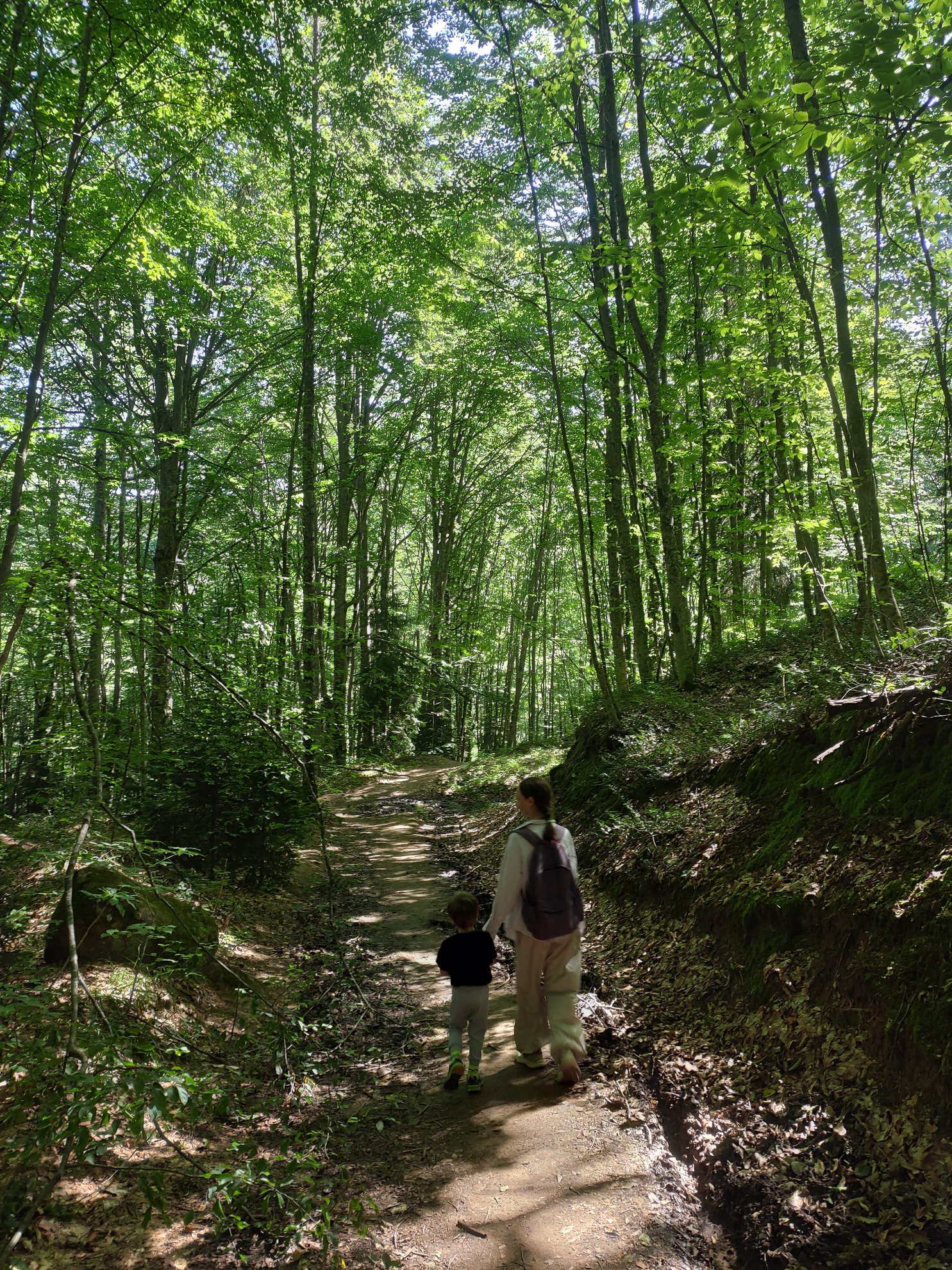 dirt path through a dense forest of tall trees