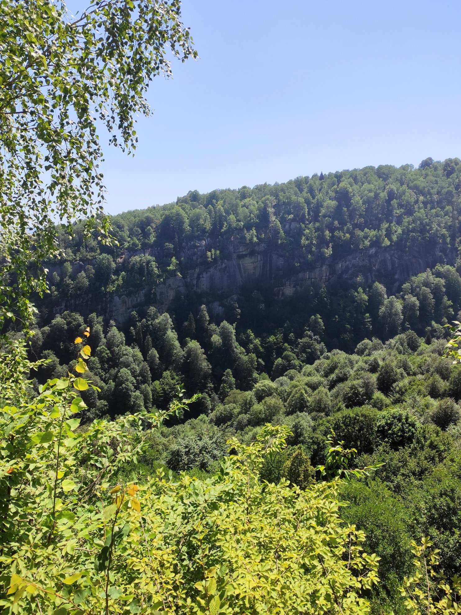 View of a forested canyon and rocky cliffside