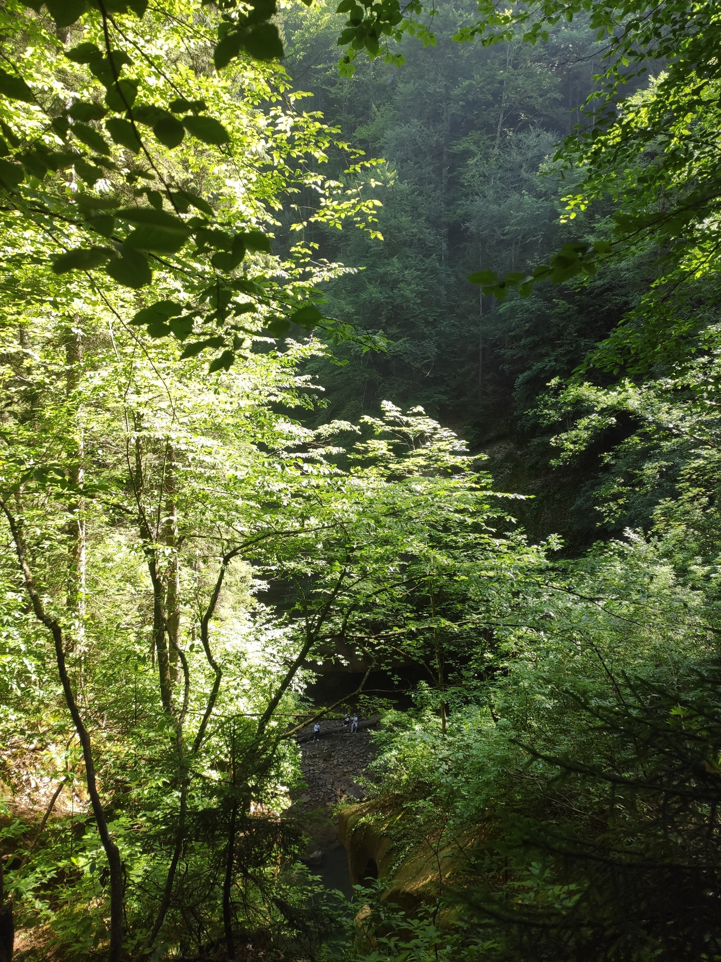 view of the canyon through green forest foliage