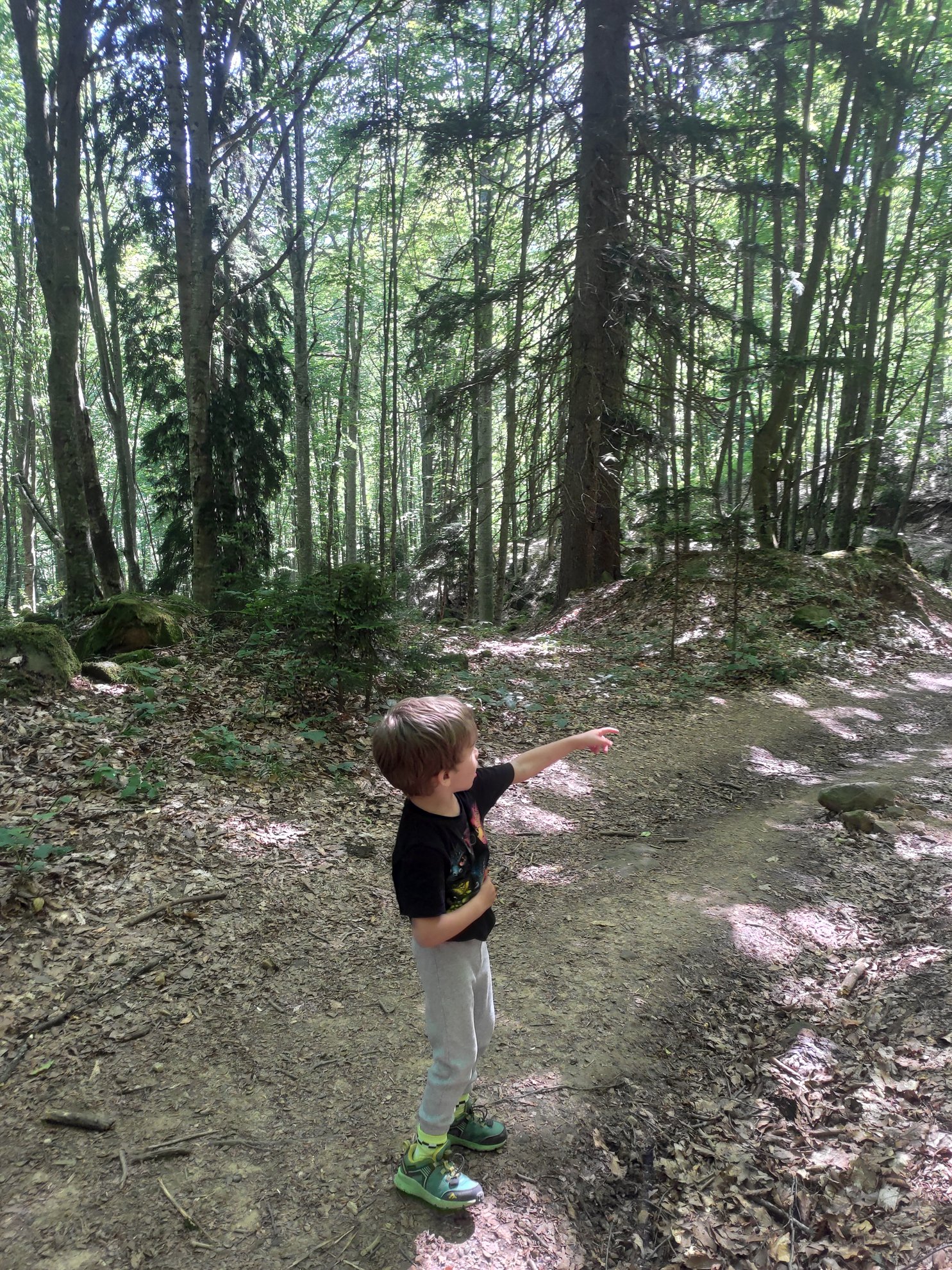 Dirt path through a forest with tall trees
