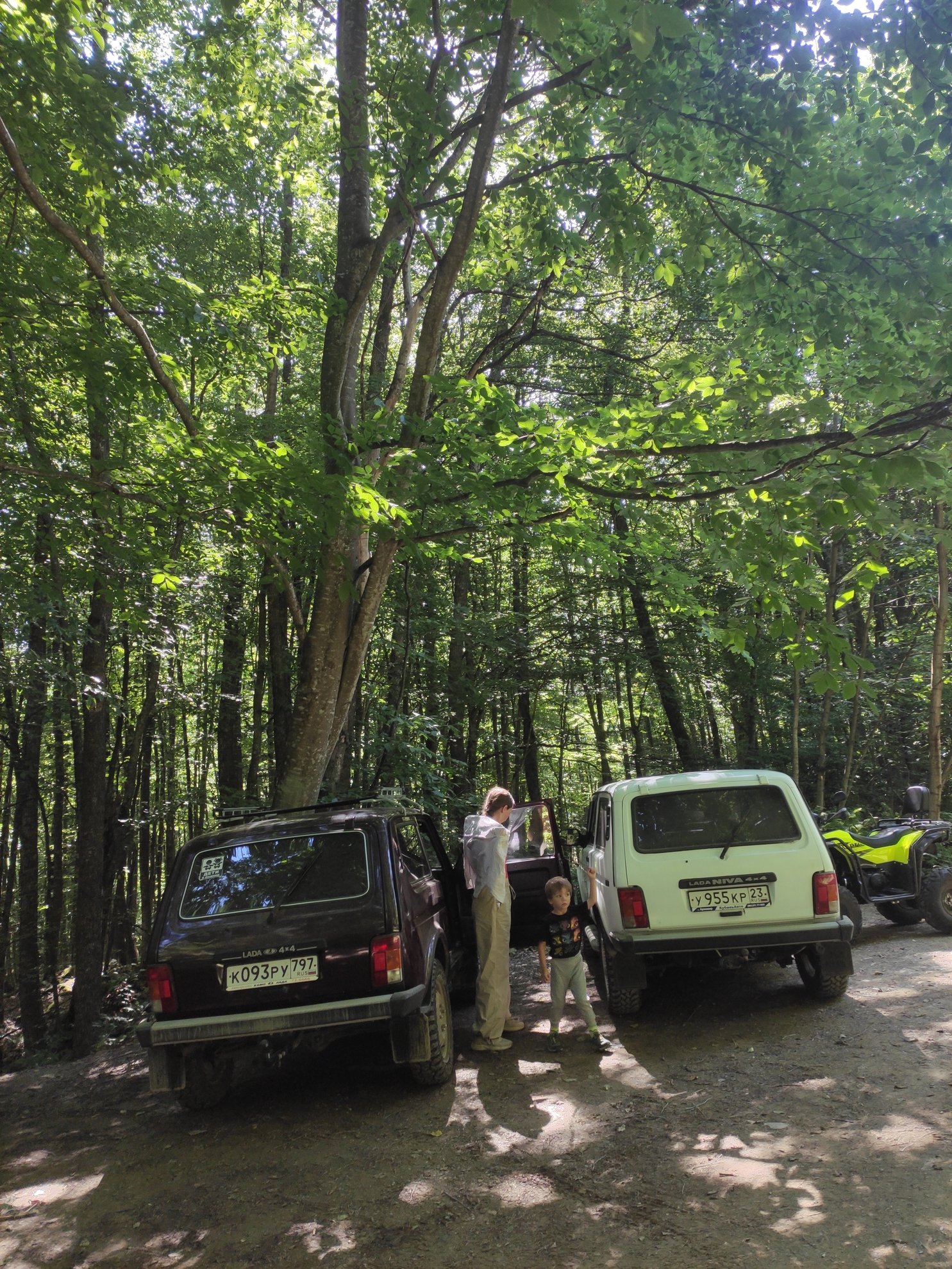 Vehicles parked on a dirt road in a forest