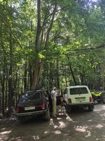 Vehicles parked on a dirt road in a forest
