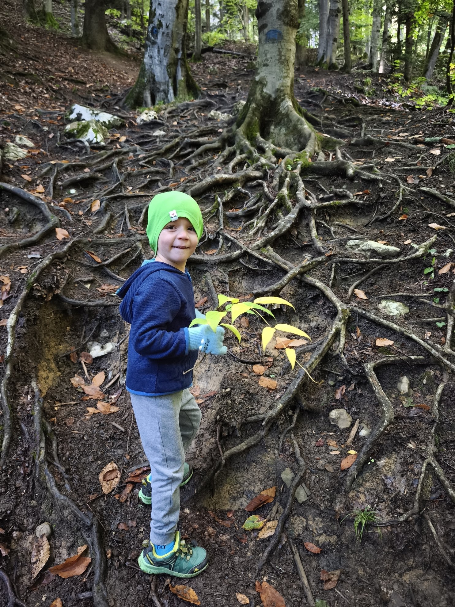 large tree roots crossing a dirt path in the forest