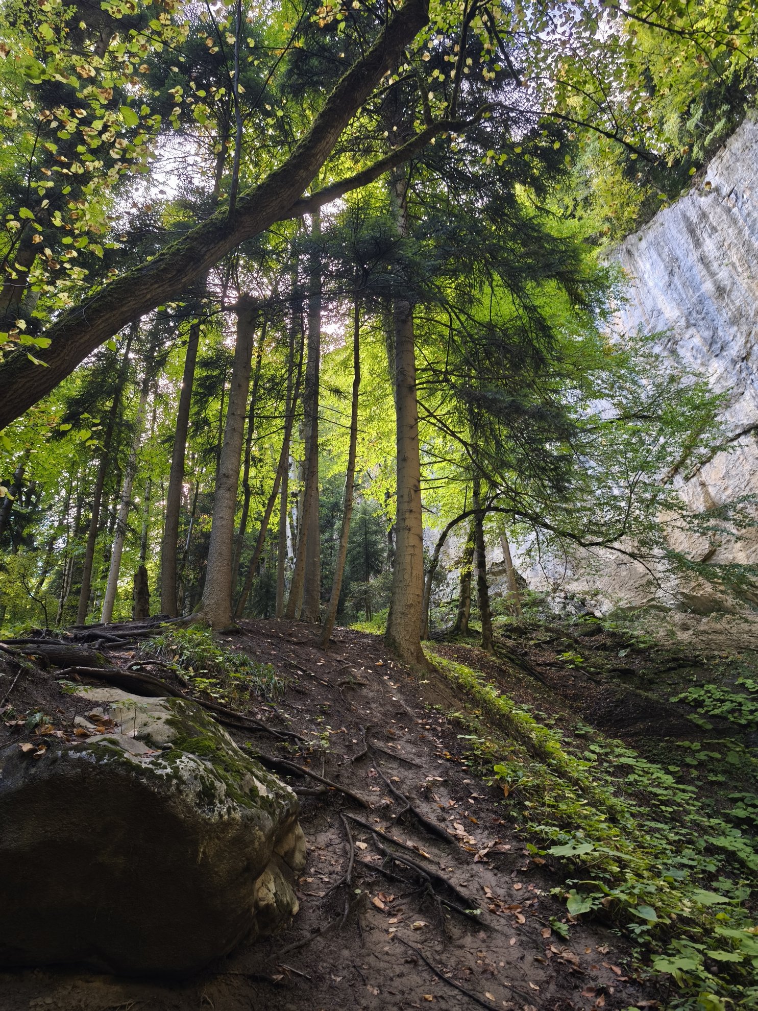 View of forest trail with large trees and rock cliff
