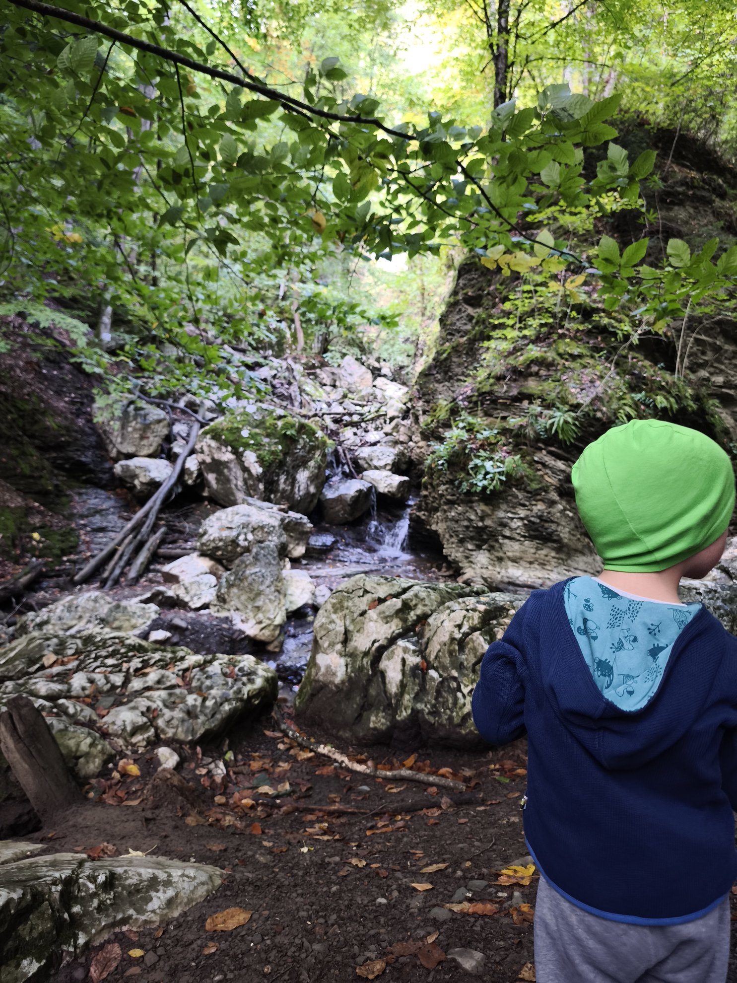 small creek flowing over rocks in a forest