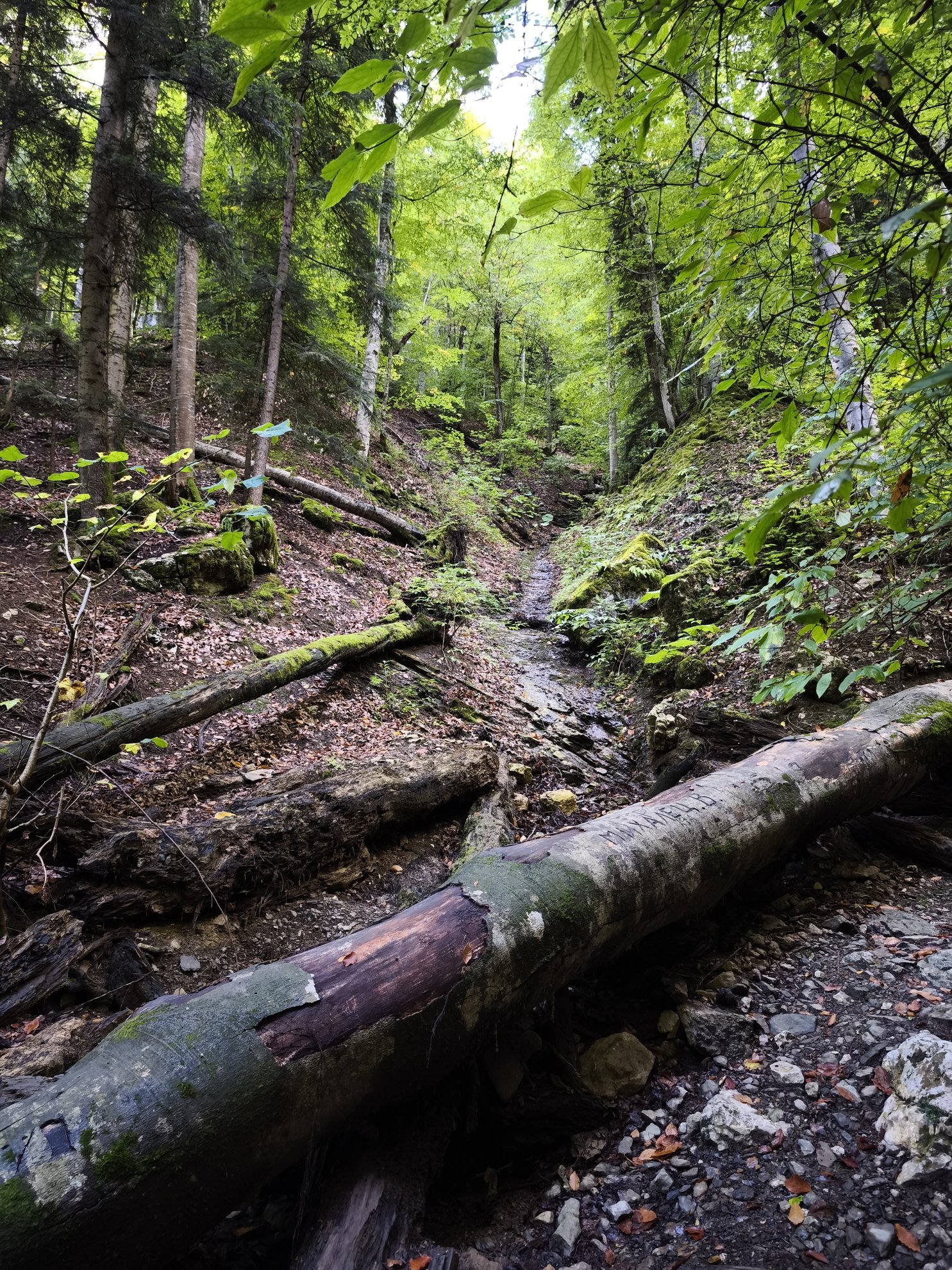 forest path with fallen logs and a dry creek bed