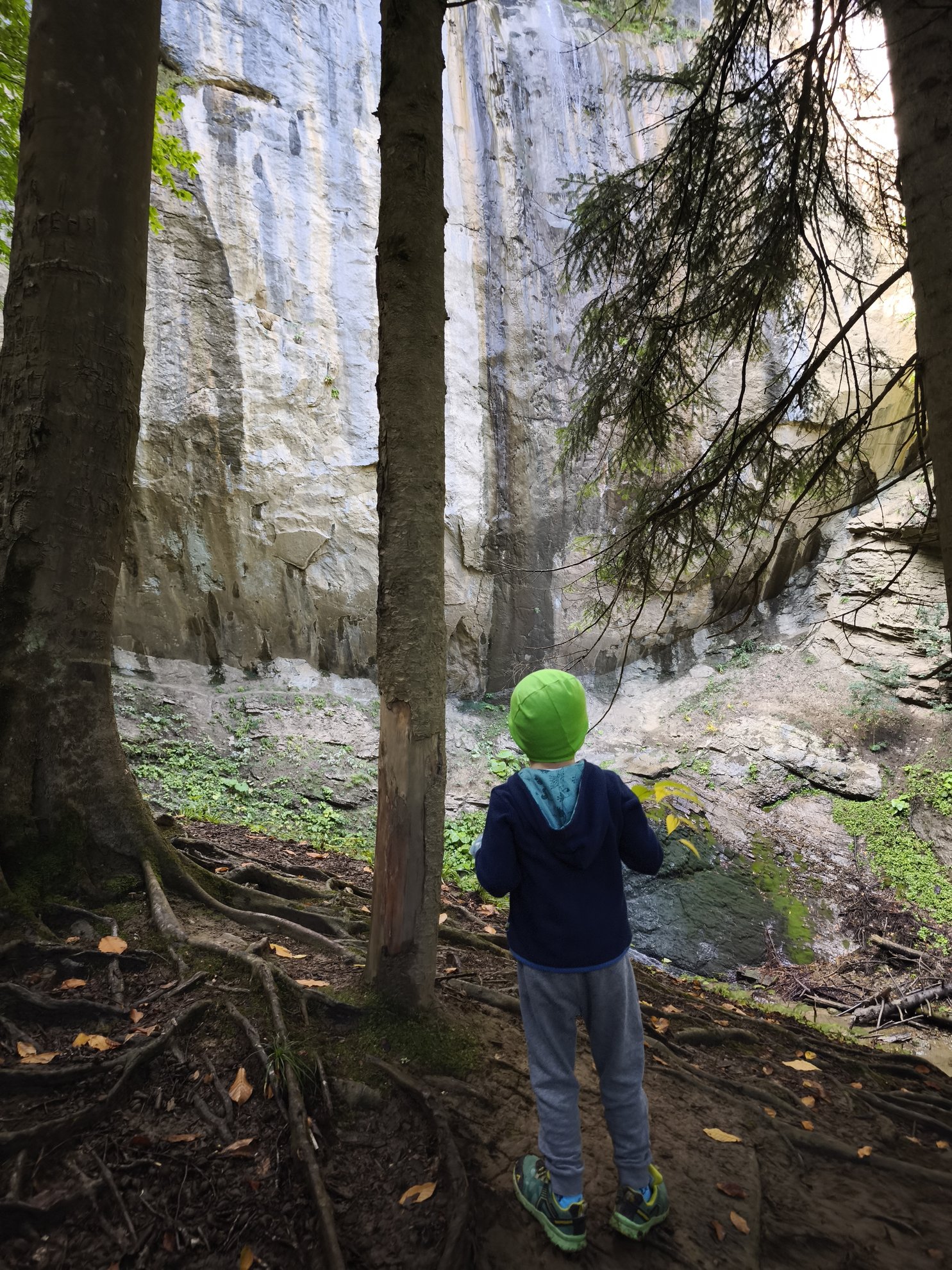 rock wall and tree trunks along the hiking path