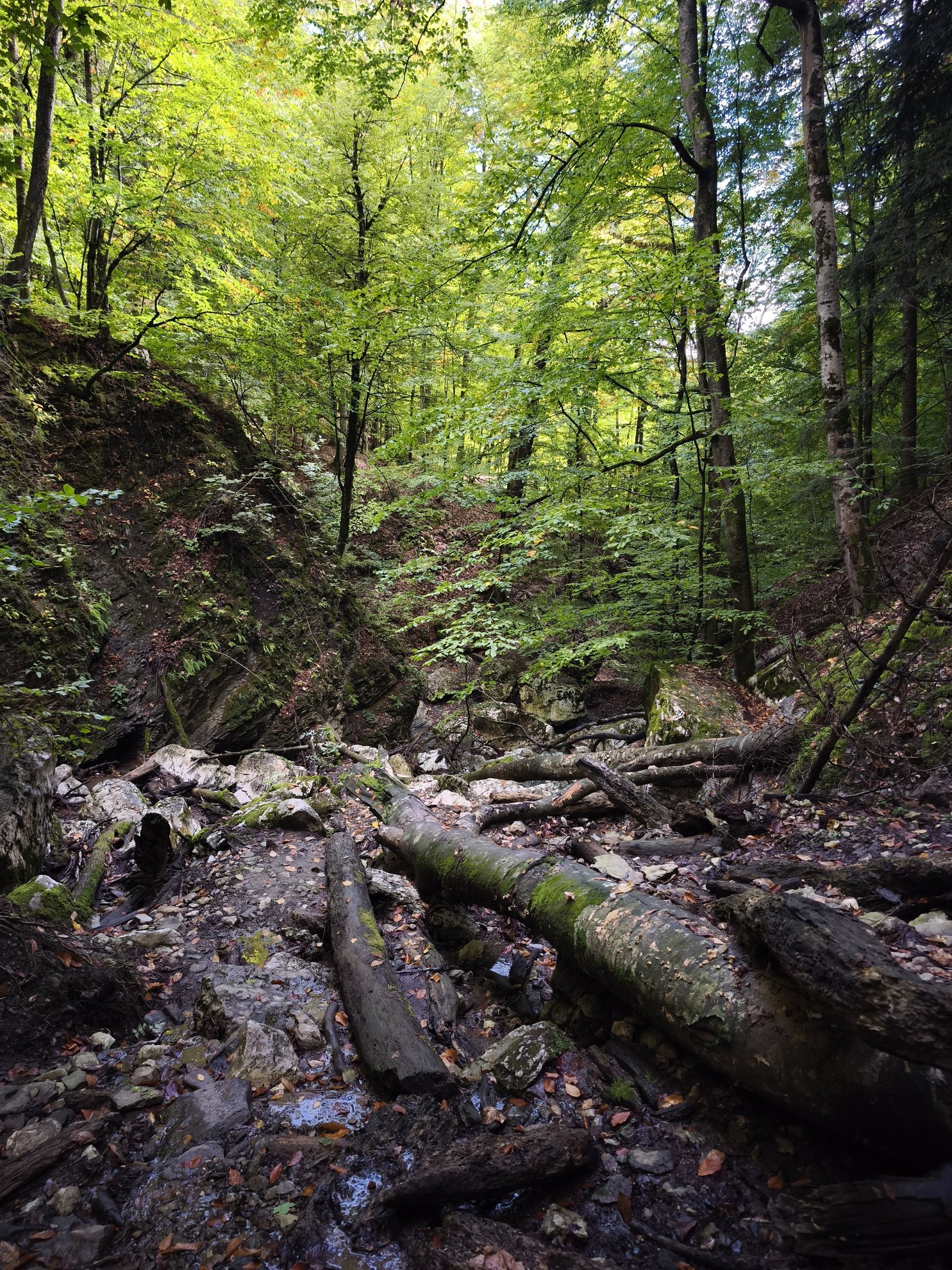 forest floor with fallen logs and a small creek