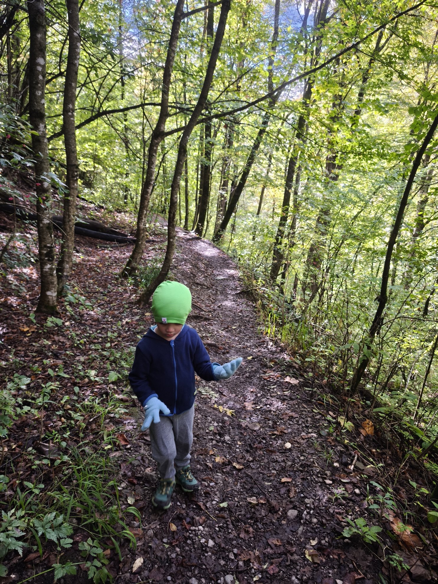 dirt path through a forest with tall trees