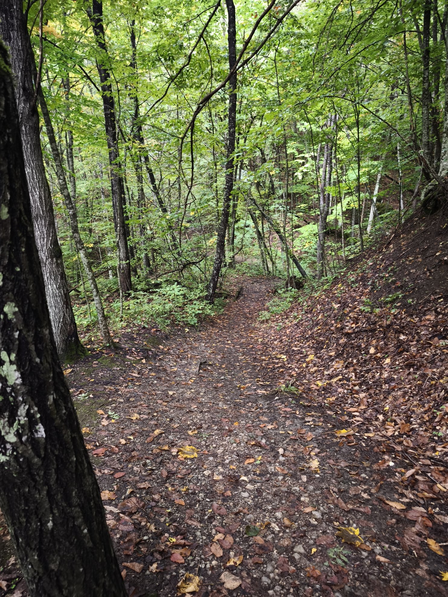 dirt path through a wooded area
