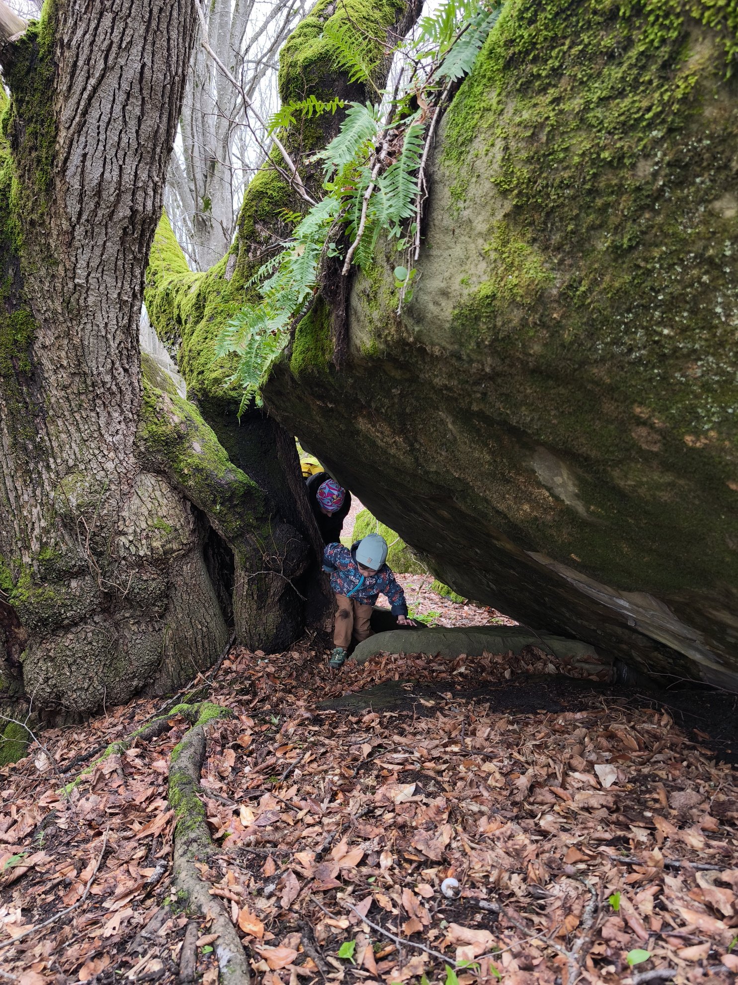 small passage beneath a mossy rock