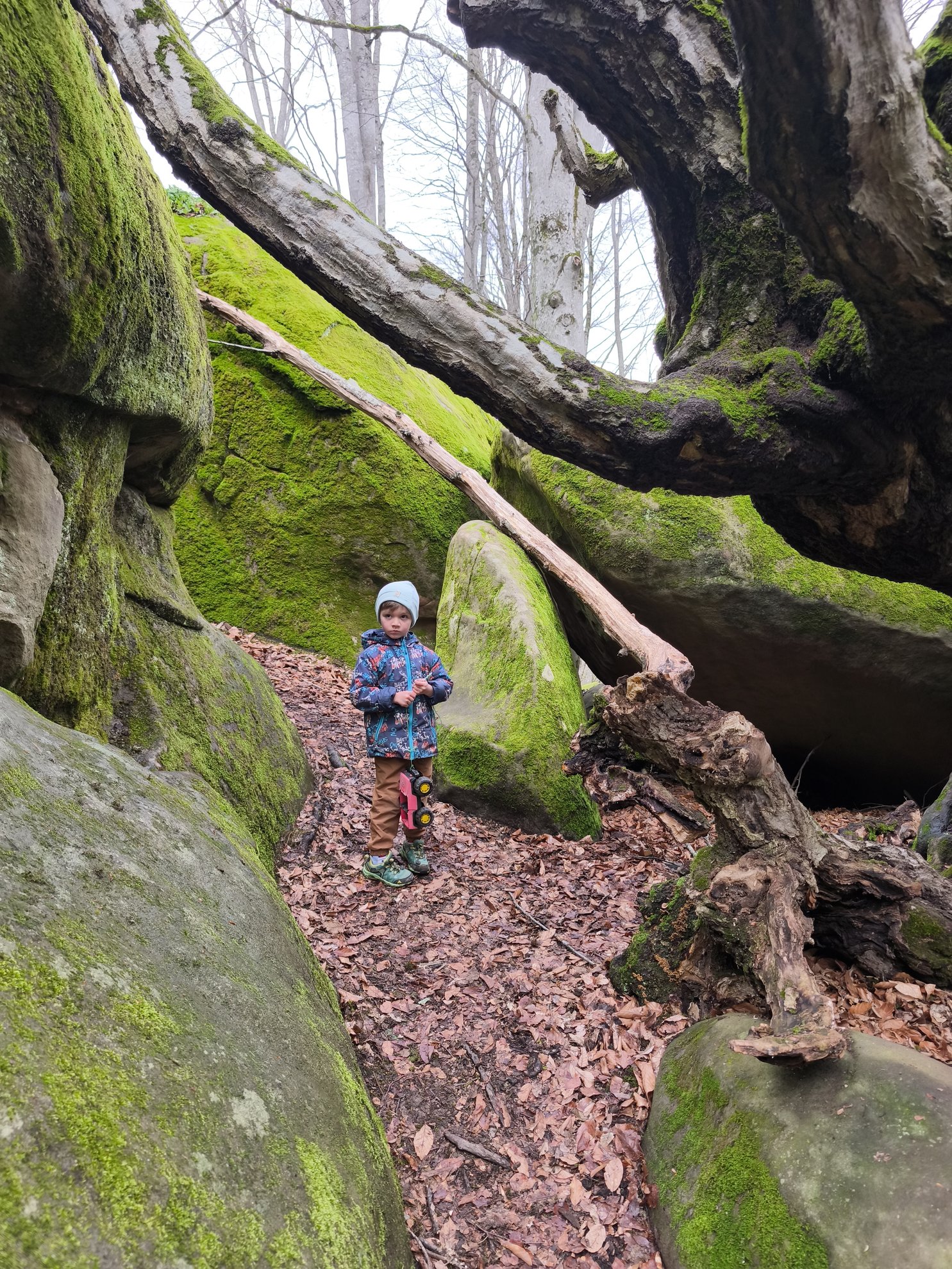 Mossy rock formations and a forest path under tree branches