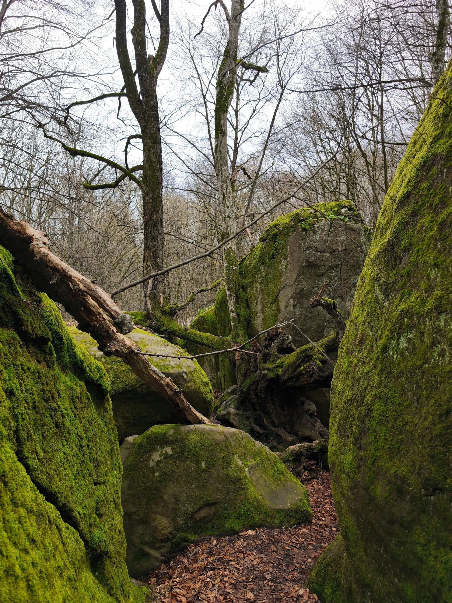 moss covered rocks and fallen tree branch in forest