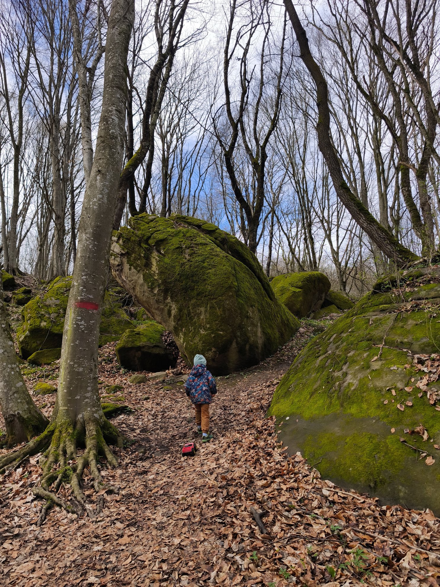 moss covered rocks and trees in a forest