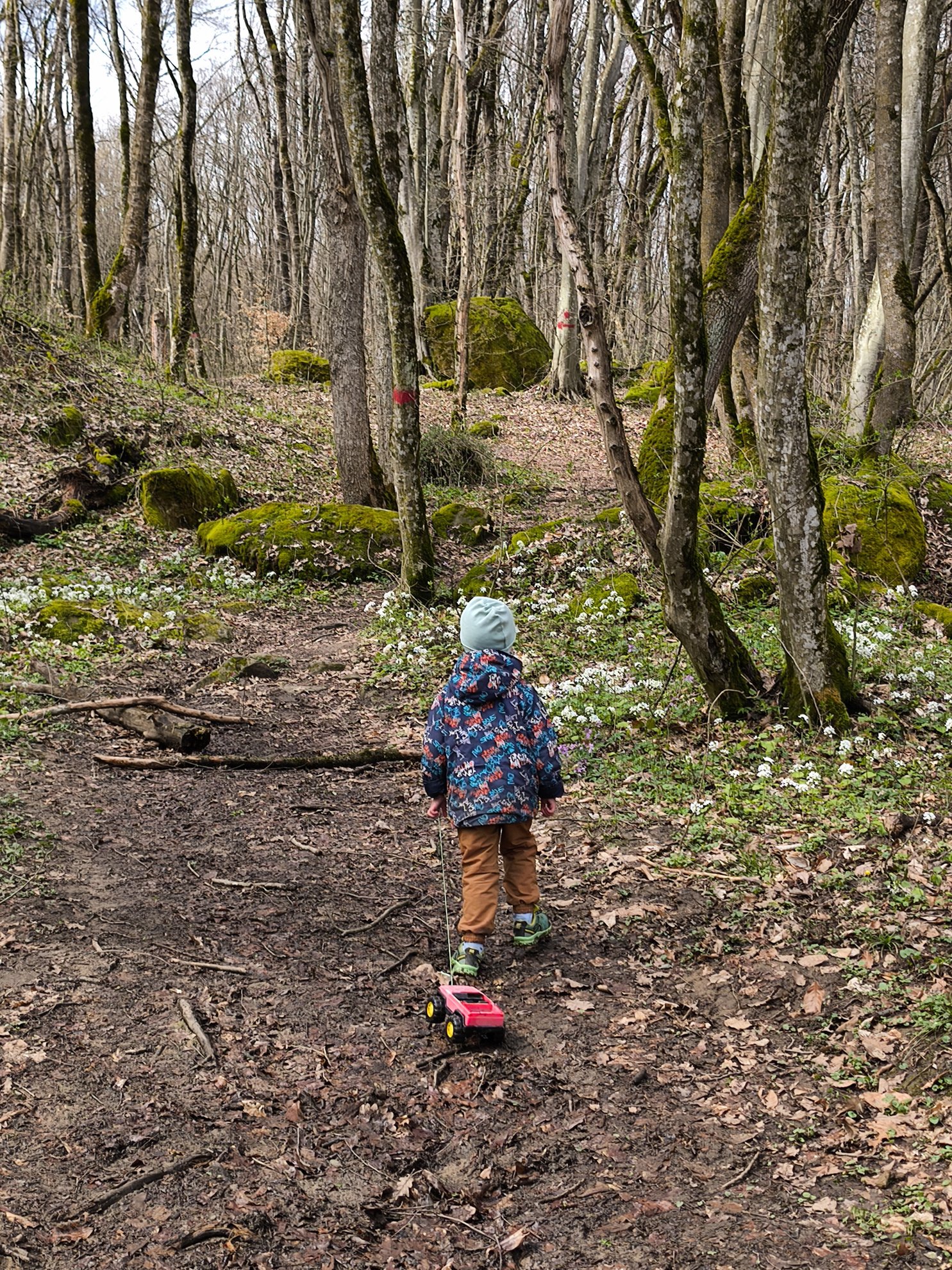 dirt path leading through a forest with mossy rocks