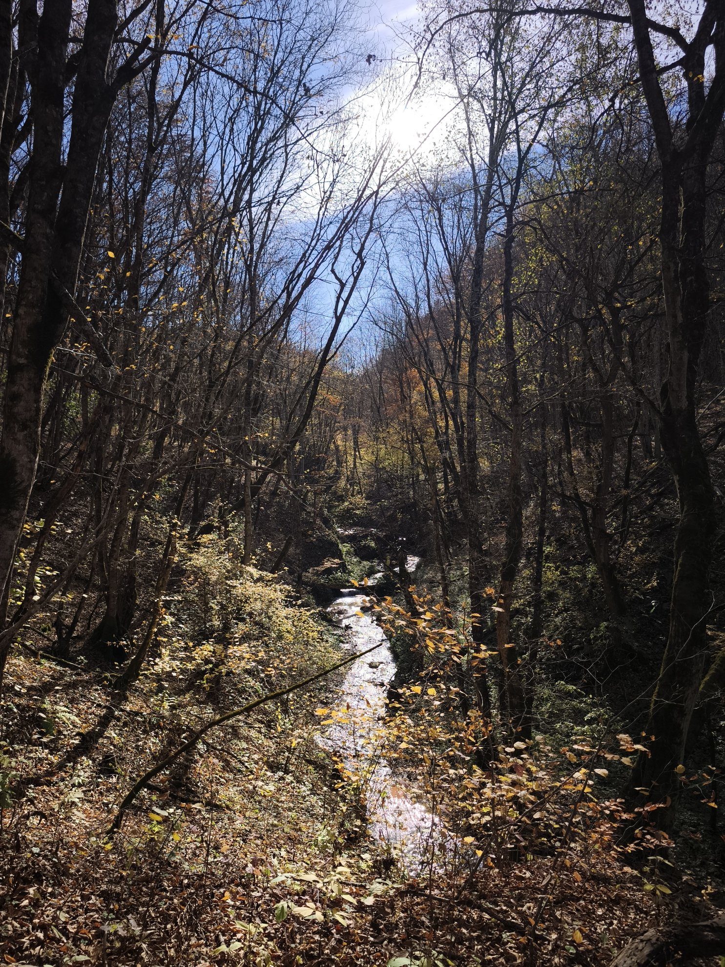 view of the creek flowing through the forest