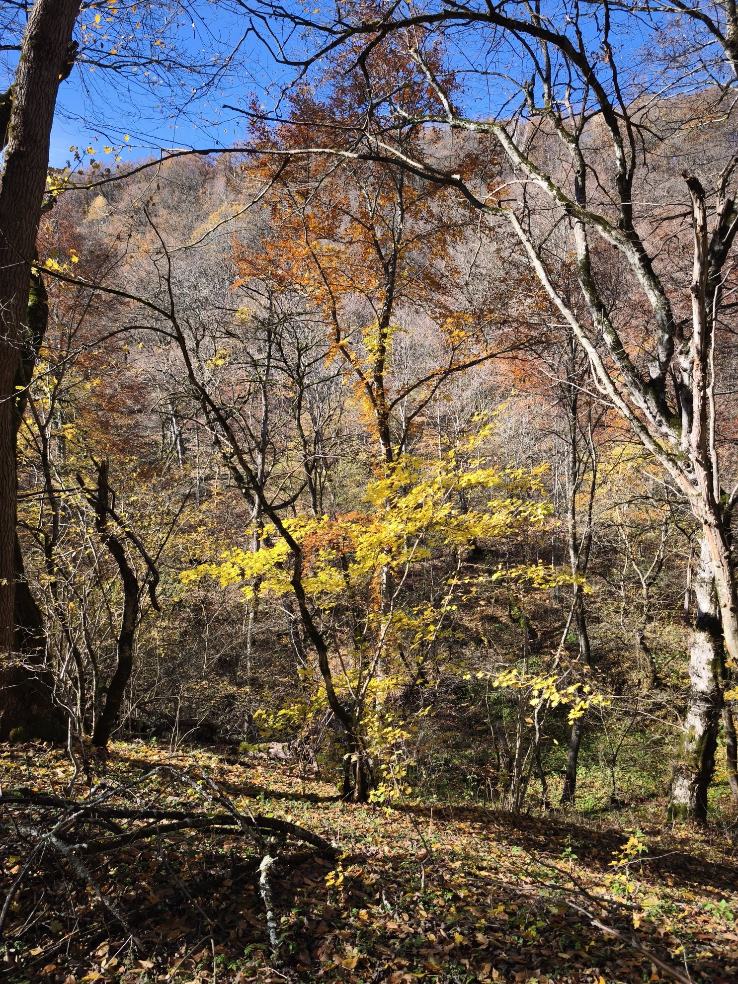 forest path with yellow and orange leaves