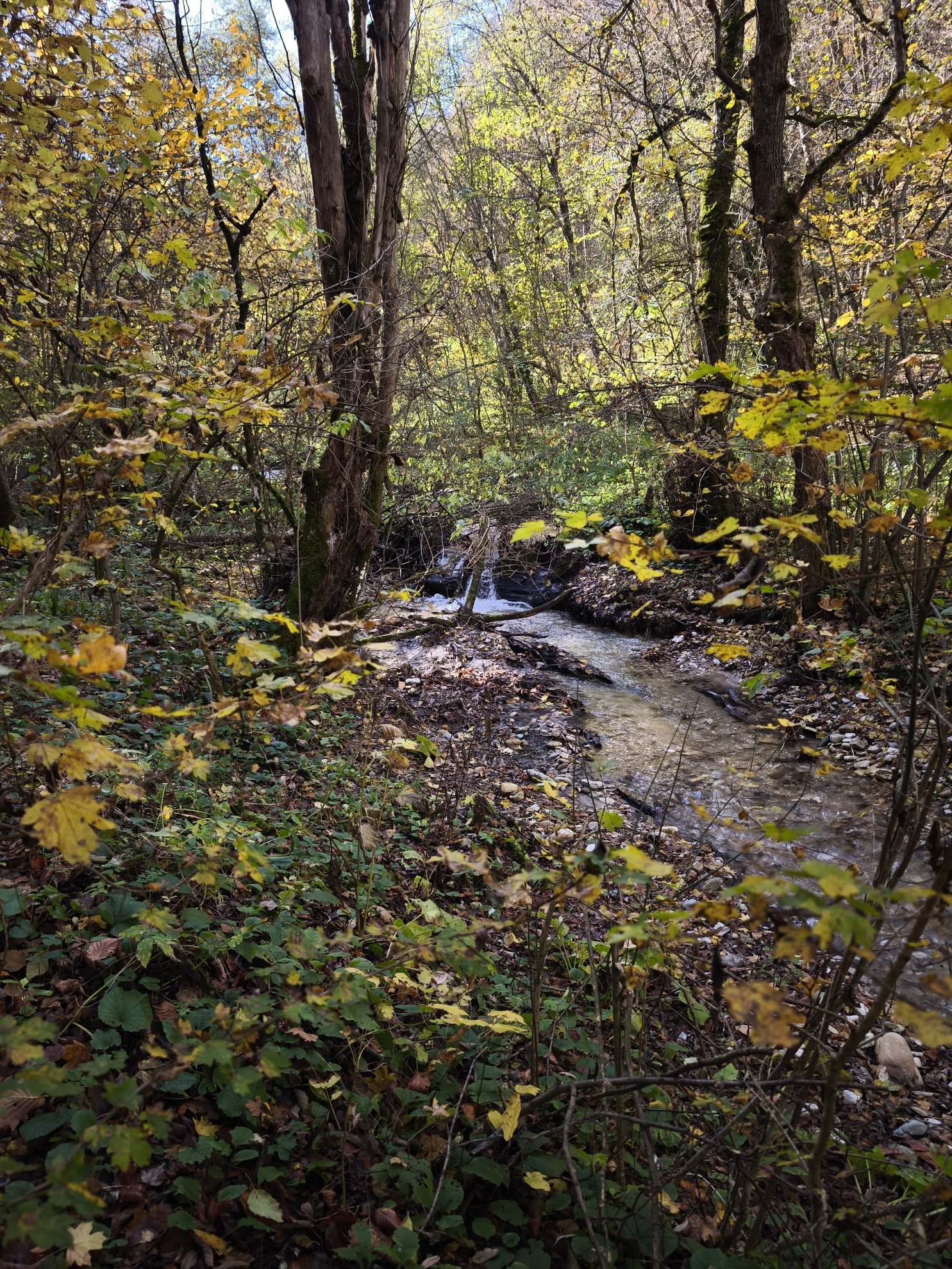 creek flowing through trees