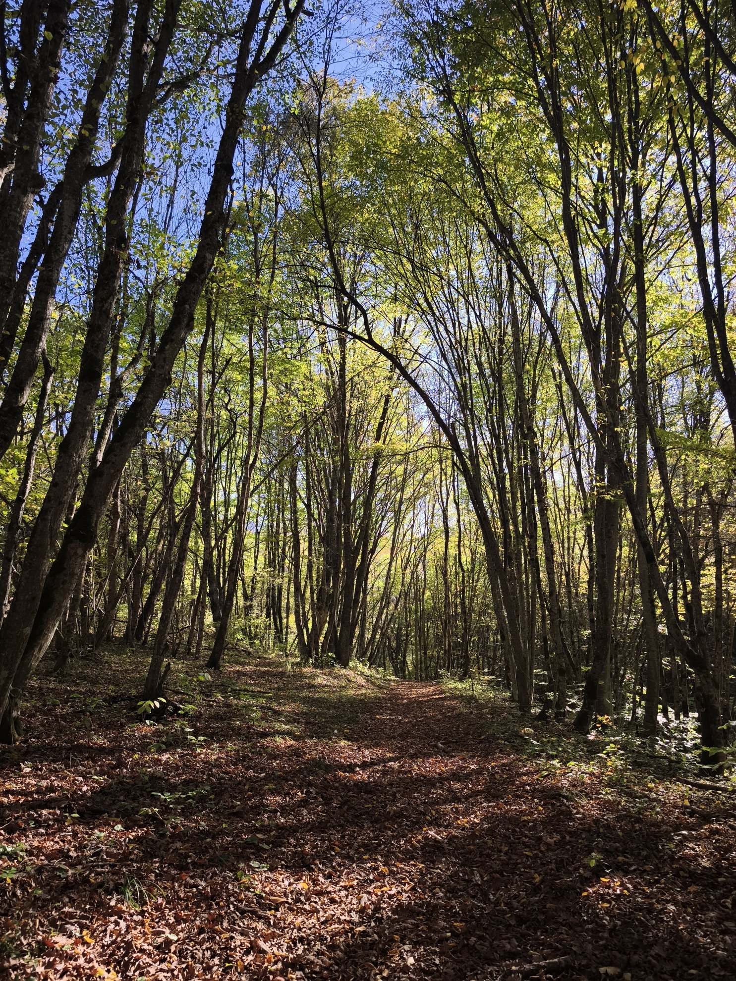 leaf-covered path through a grove of trees