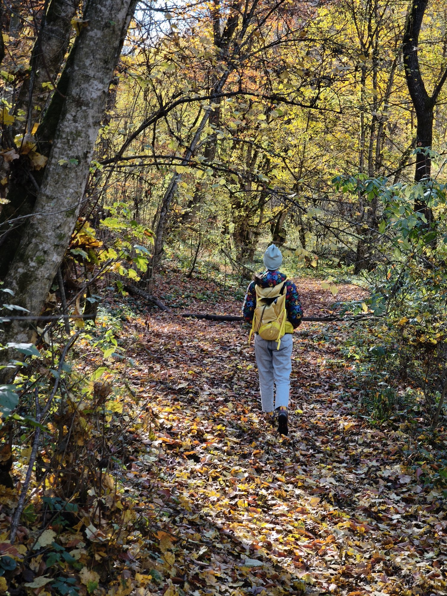 a path through the forest