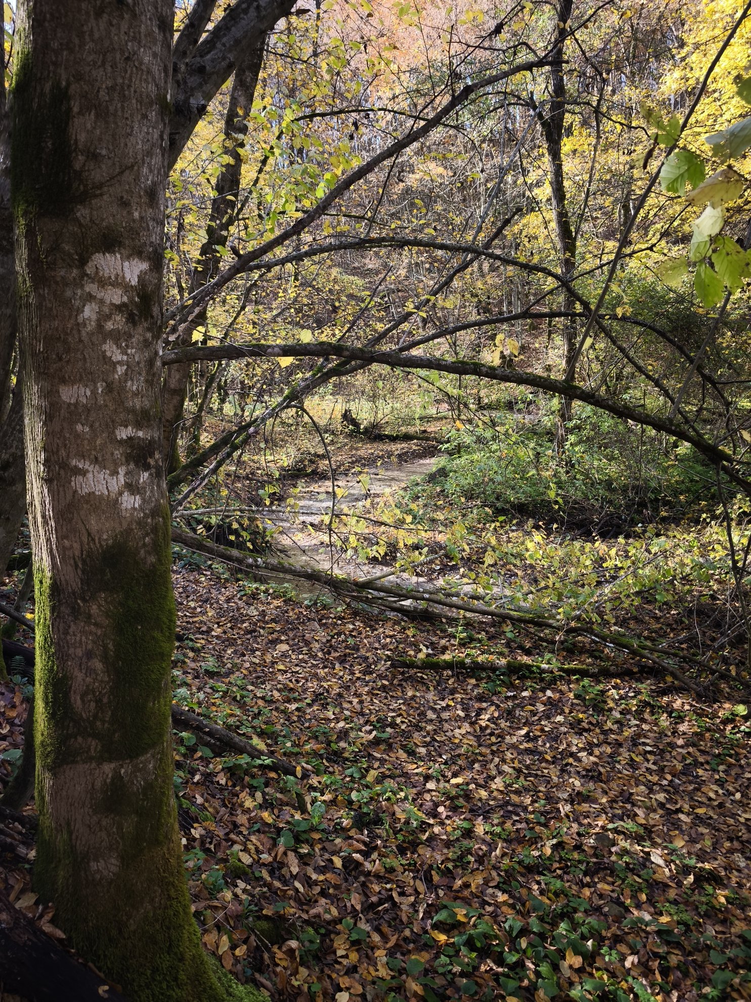 creek flowing through a forest with fallen leaves