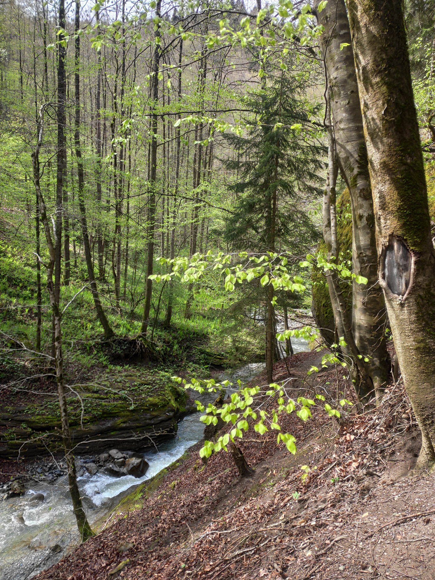 Creek flowing through a forest of deciduous and coniferous trees